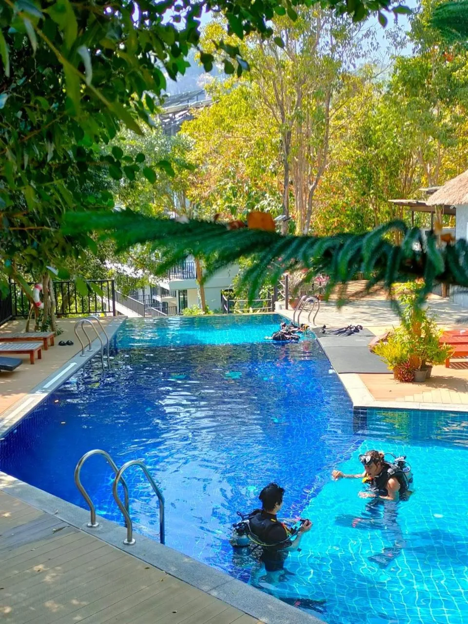 Diving in The Dearly Koh Tao Hostel-PADI 5 Star Dive Resort