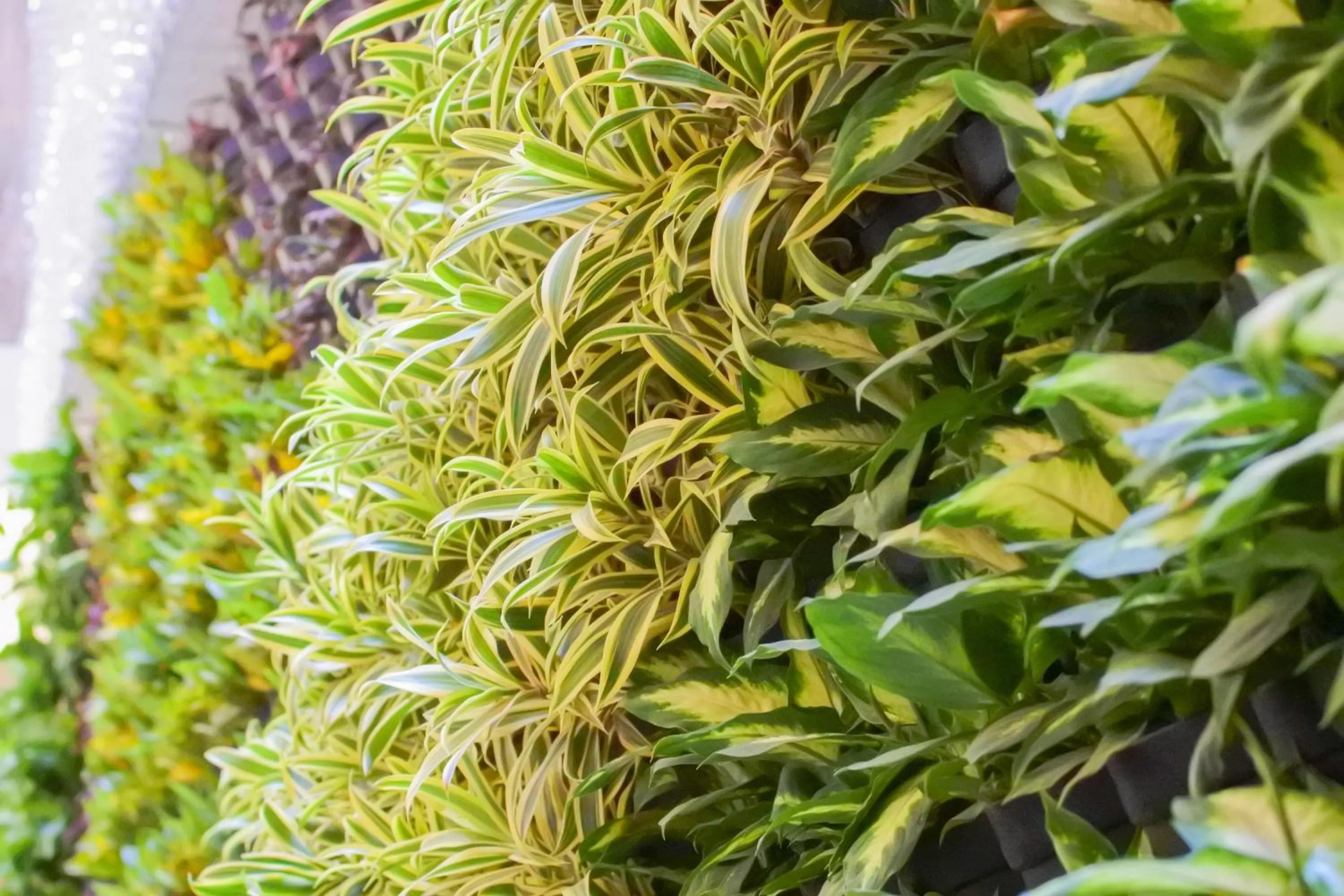 Patio in Green Hotel - West District
