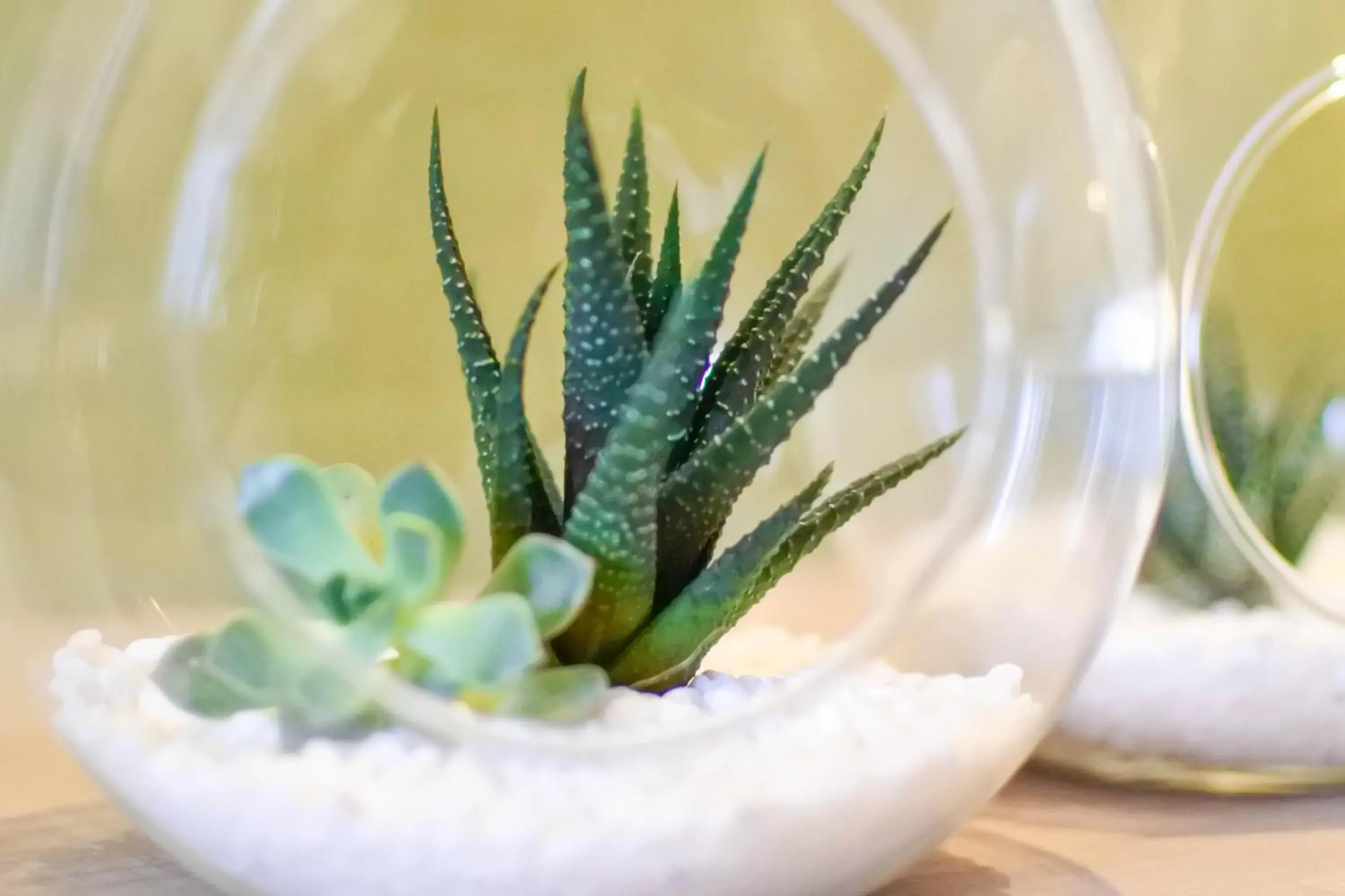 Lobby or reception in Green Hotel - West District Lobby or reception in Green Hotel - West District