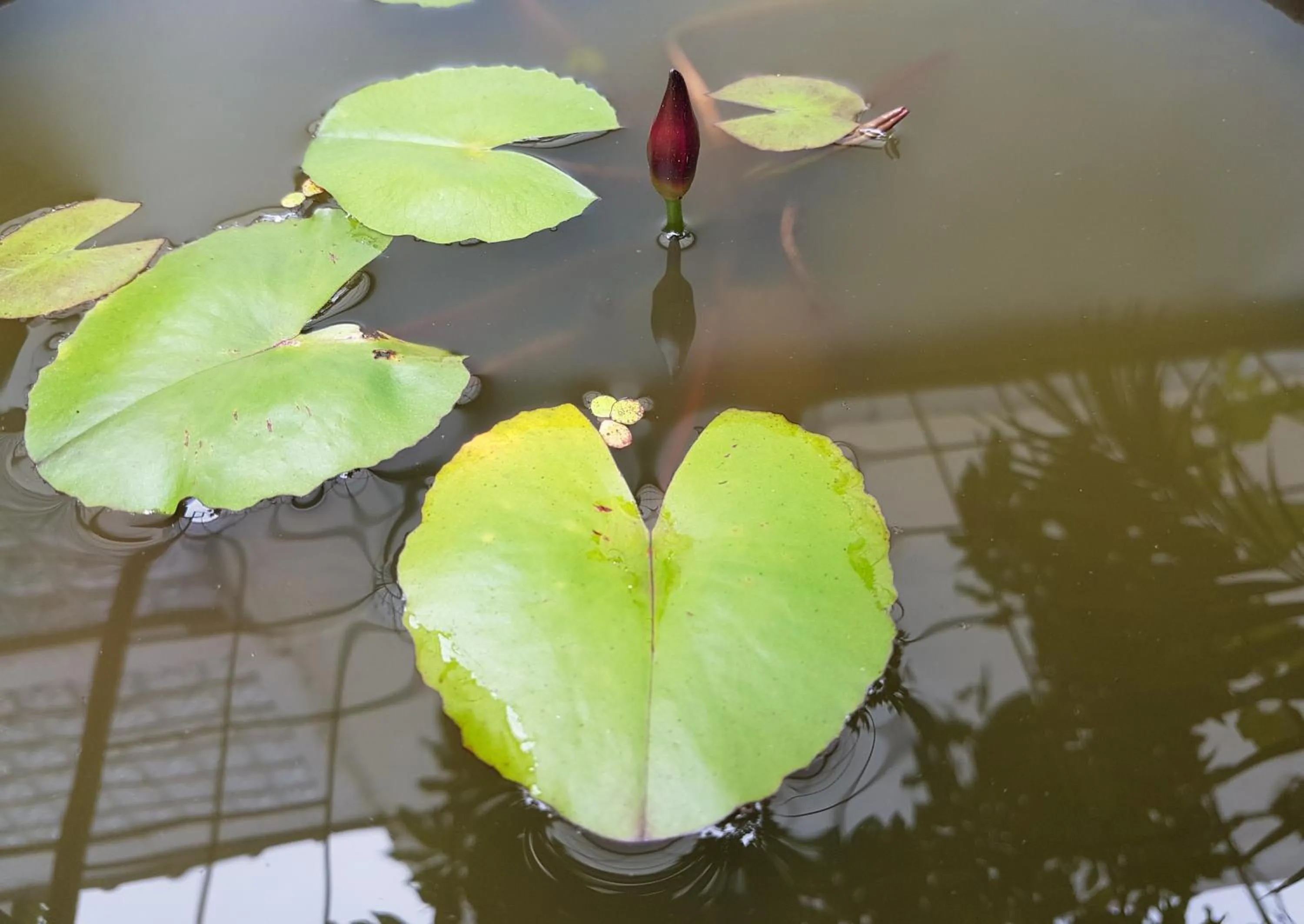 Garden in Jos & Hanny Homestay