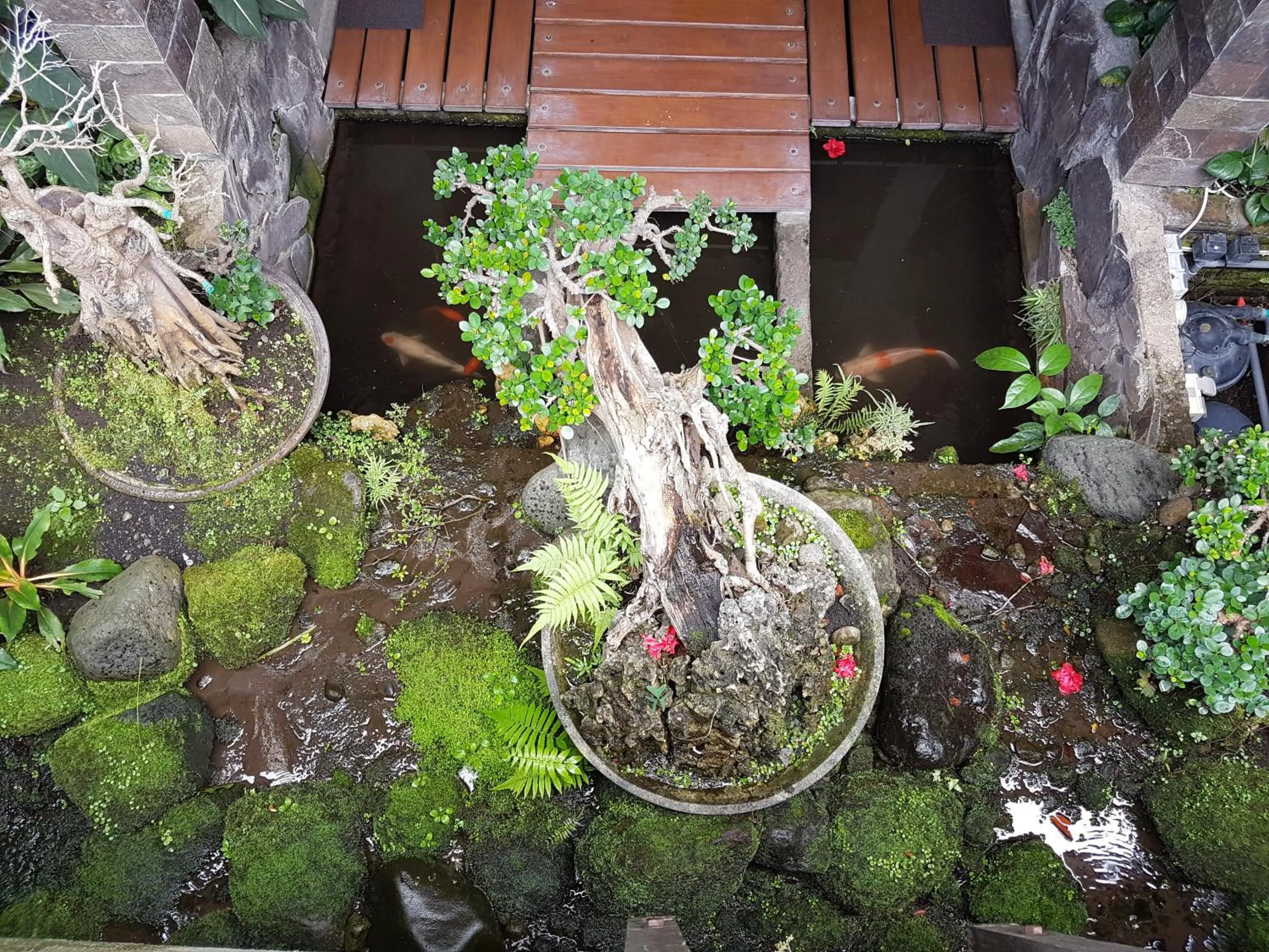 Garden in Jos & Hanny Homestay