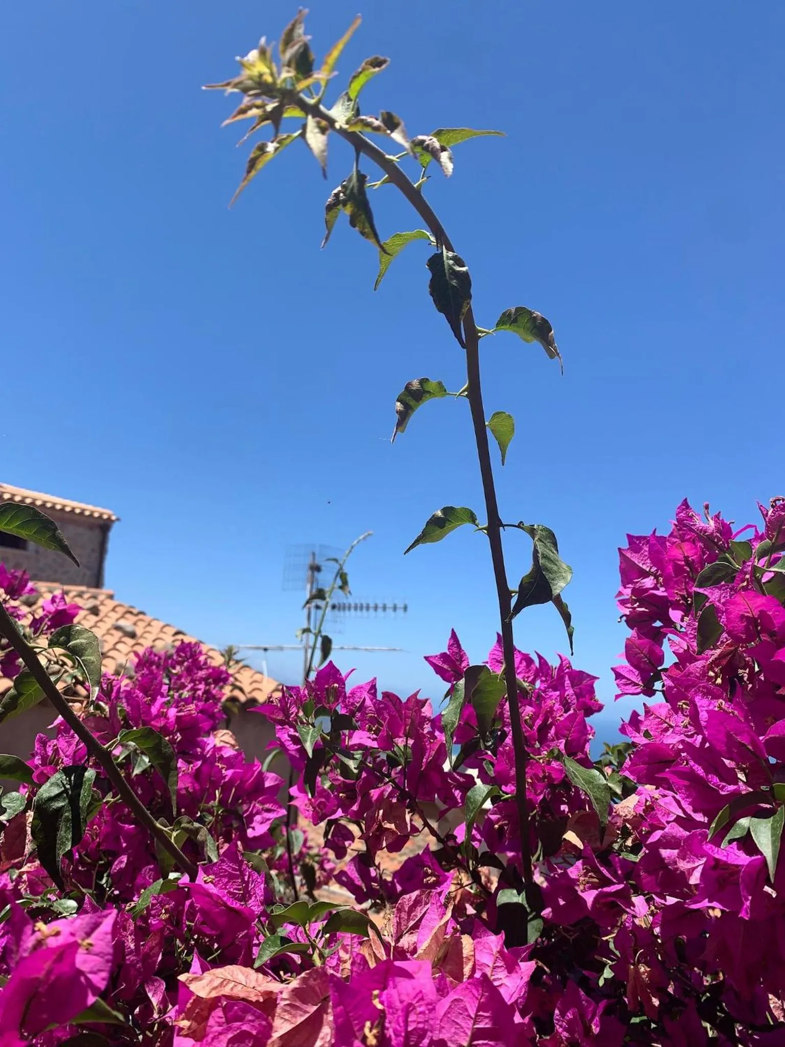 Garden view in Bed & Breakfast StudioArcodia-