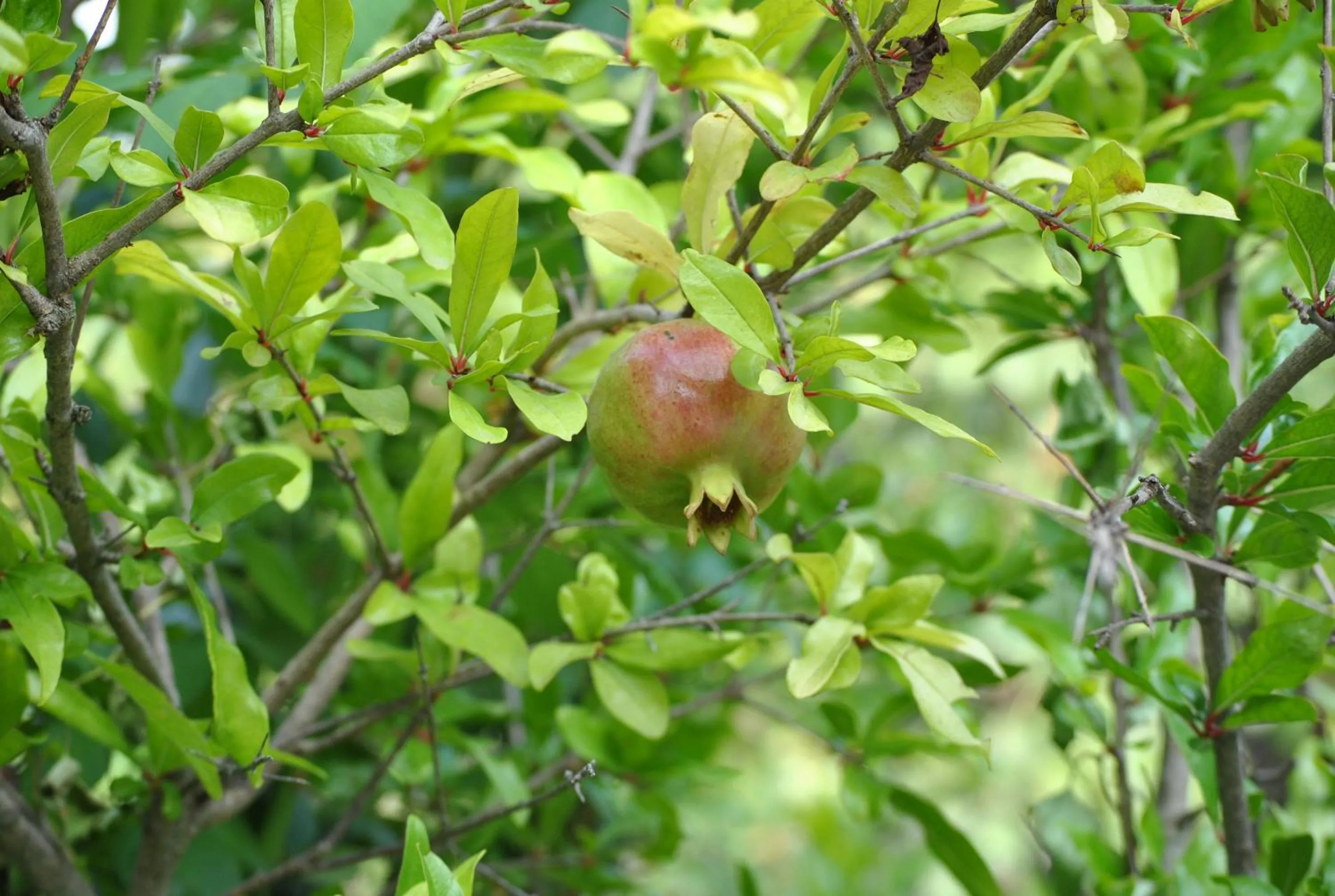 Meals in Bed & Breakfast StudioArcodia-