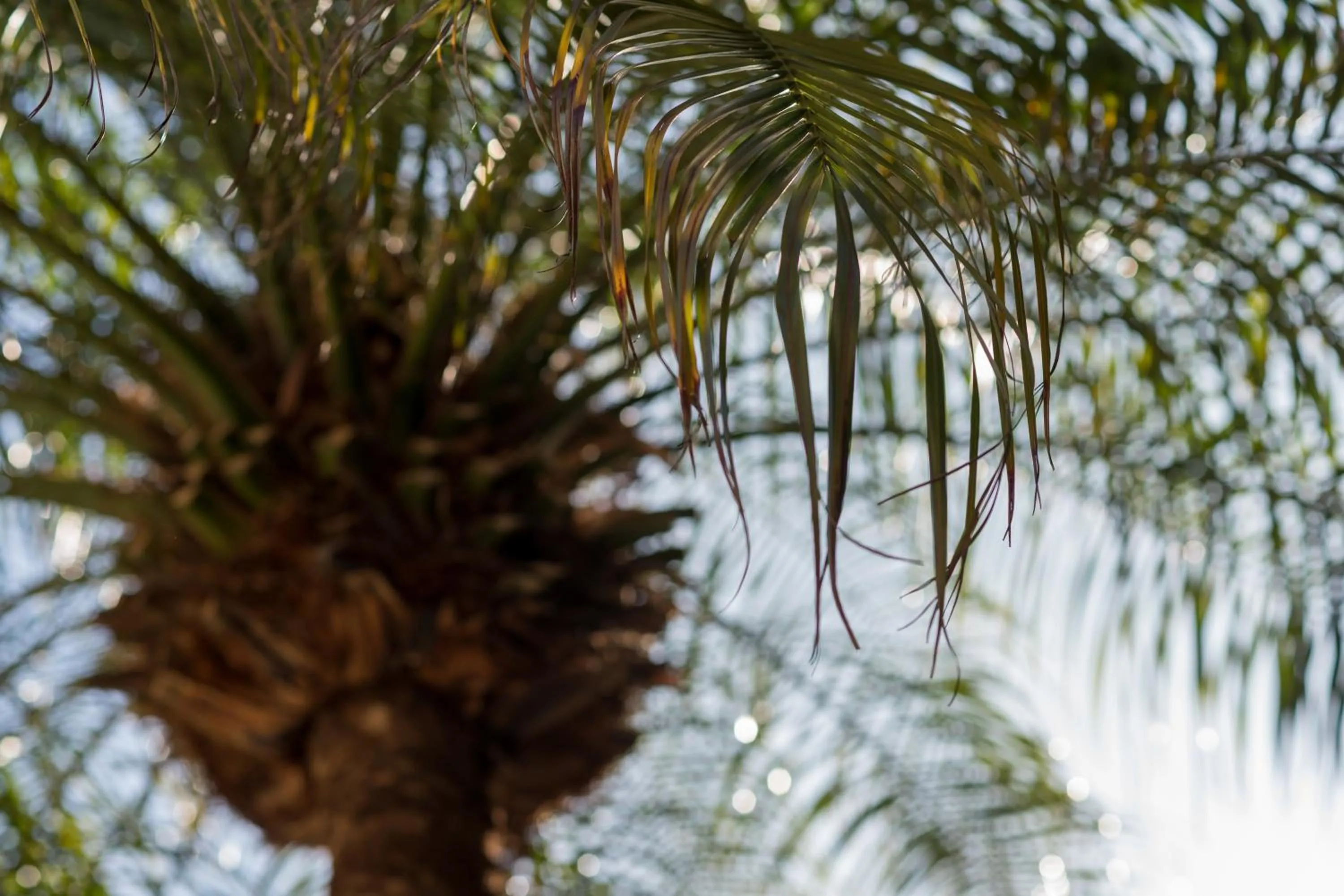 Swimming pool in Baruch Guesthouse on Lovell