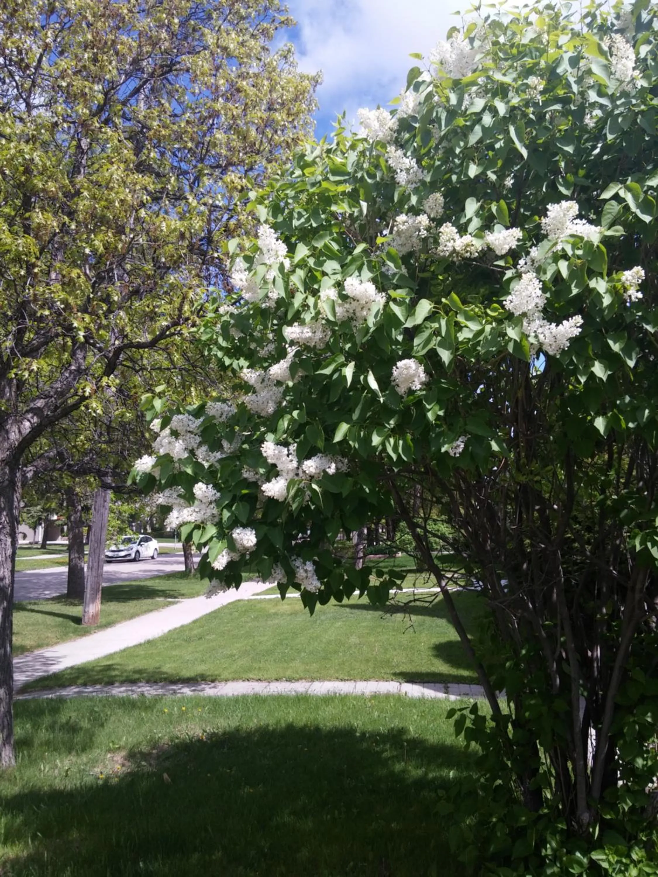 Property building in Winnipeg Homestay