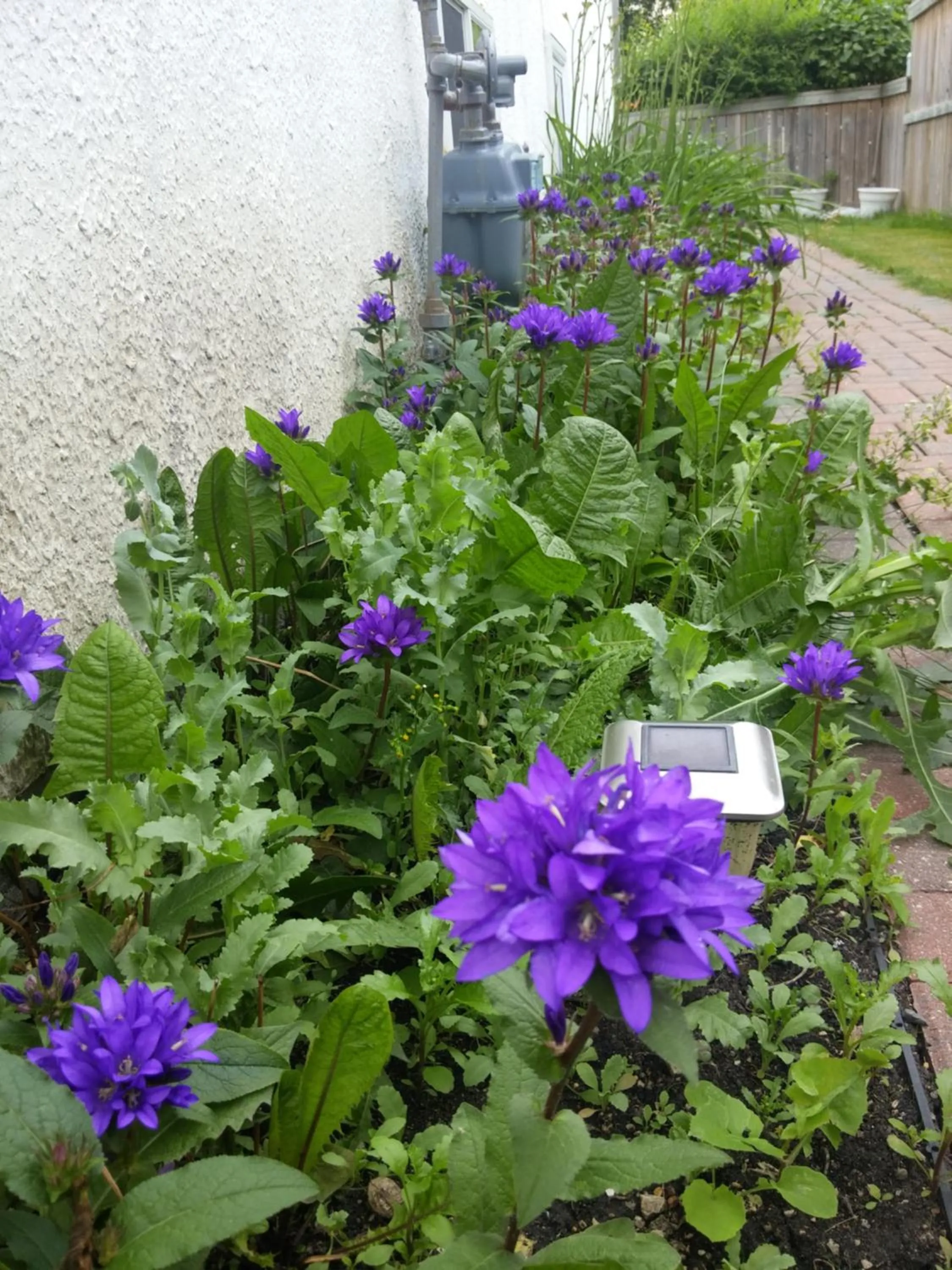 Garden view in Winnipeg Homestay