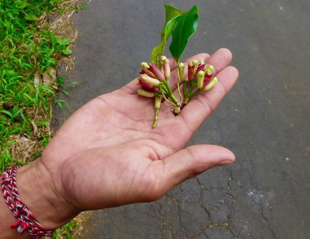 Bali Mountain Retreat