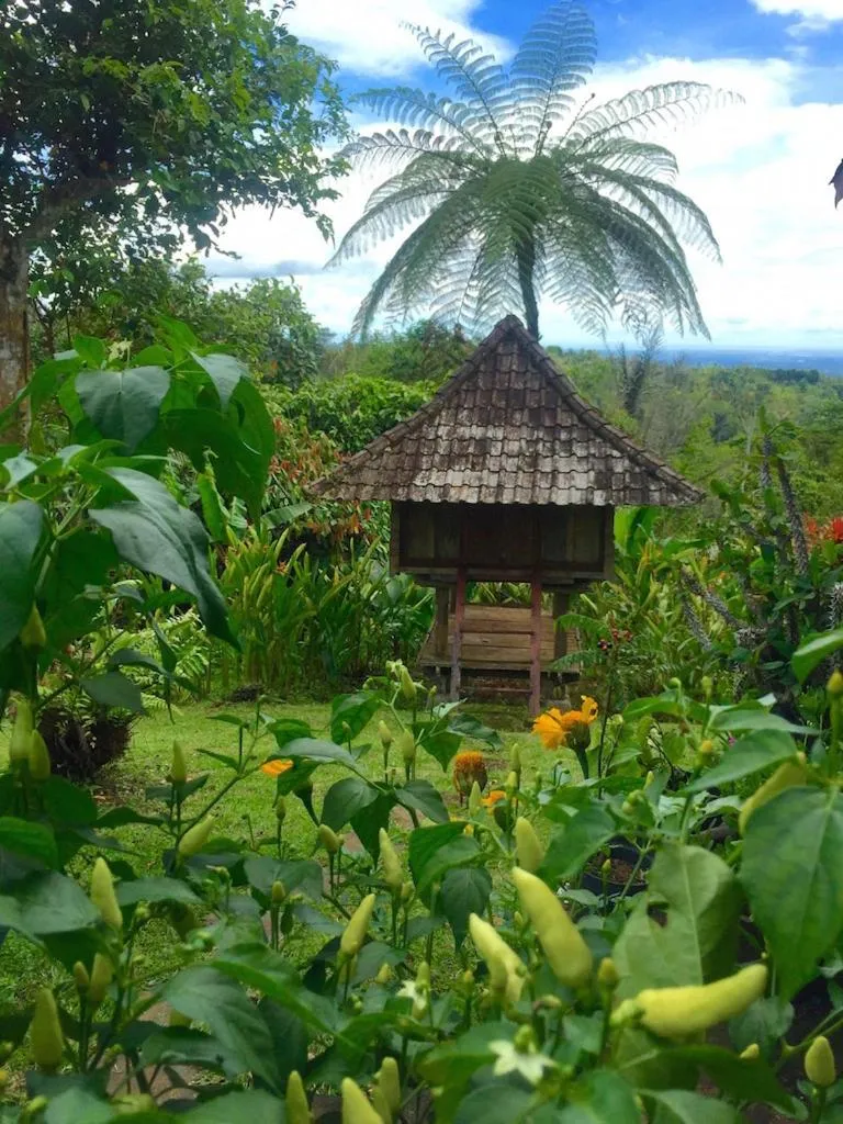 Garden view in Bali Mountain Retreat