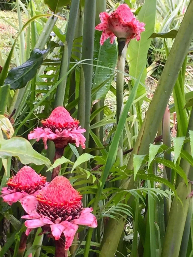 Garden in Bali Mountain Retreat