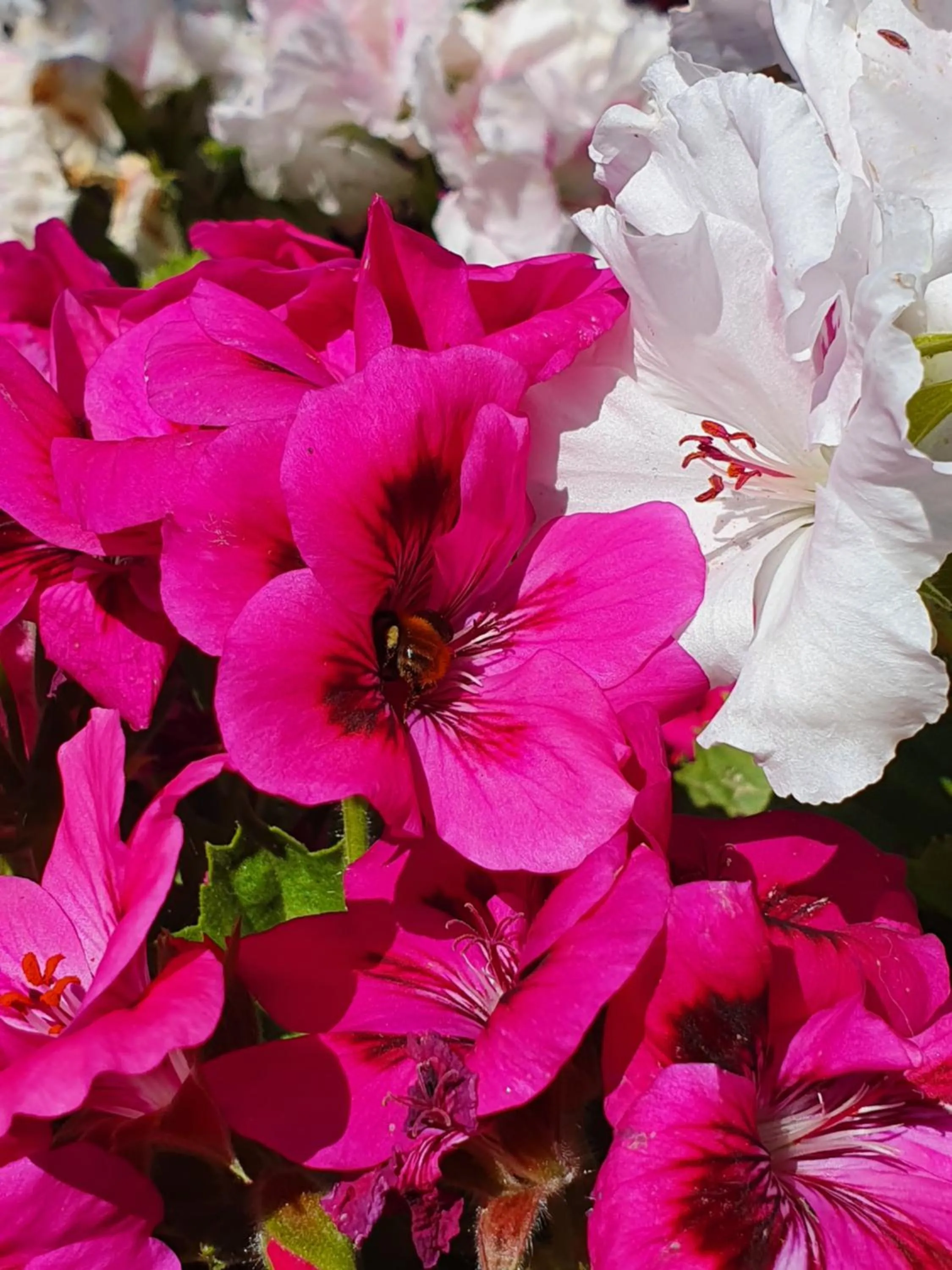 Garden in Casa Aristide