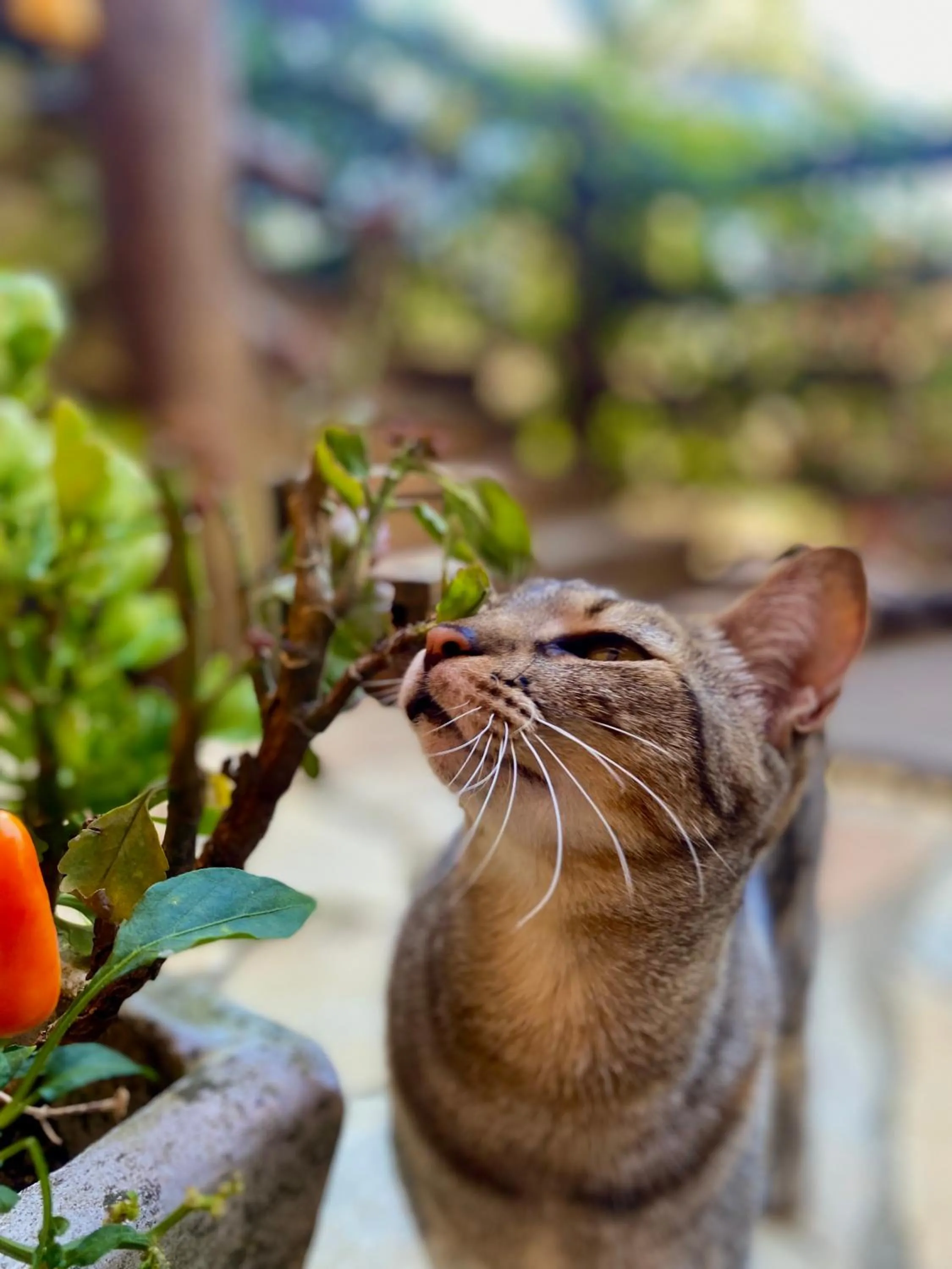 Pets in Pousada Parque da Mata