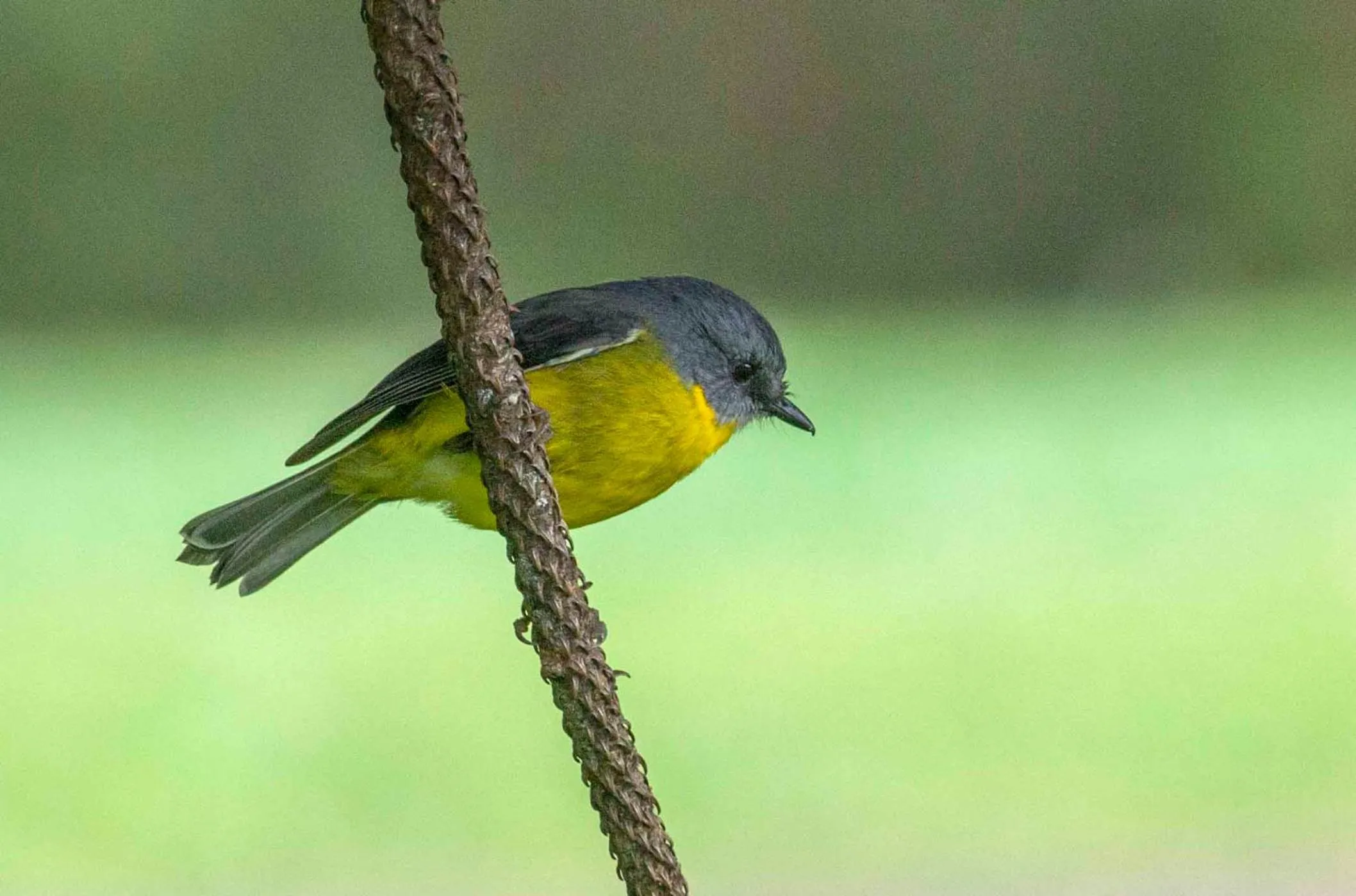 Tall Trees Eco Retreat - Blackwood Cottage