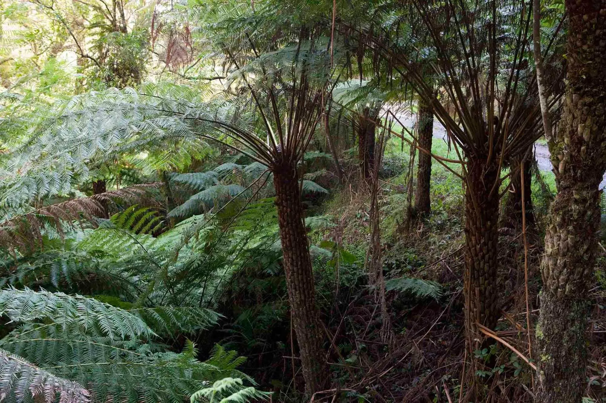 Natural landscape in Tall Trees Eco Retreat - Blackwood Cottage