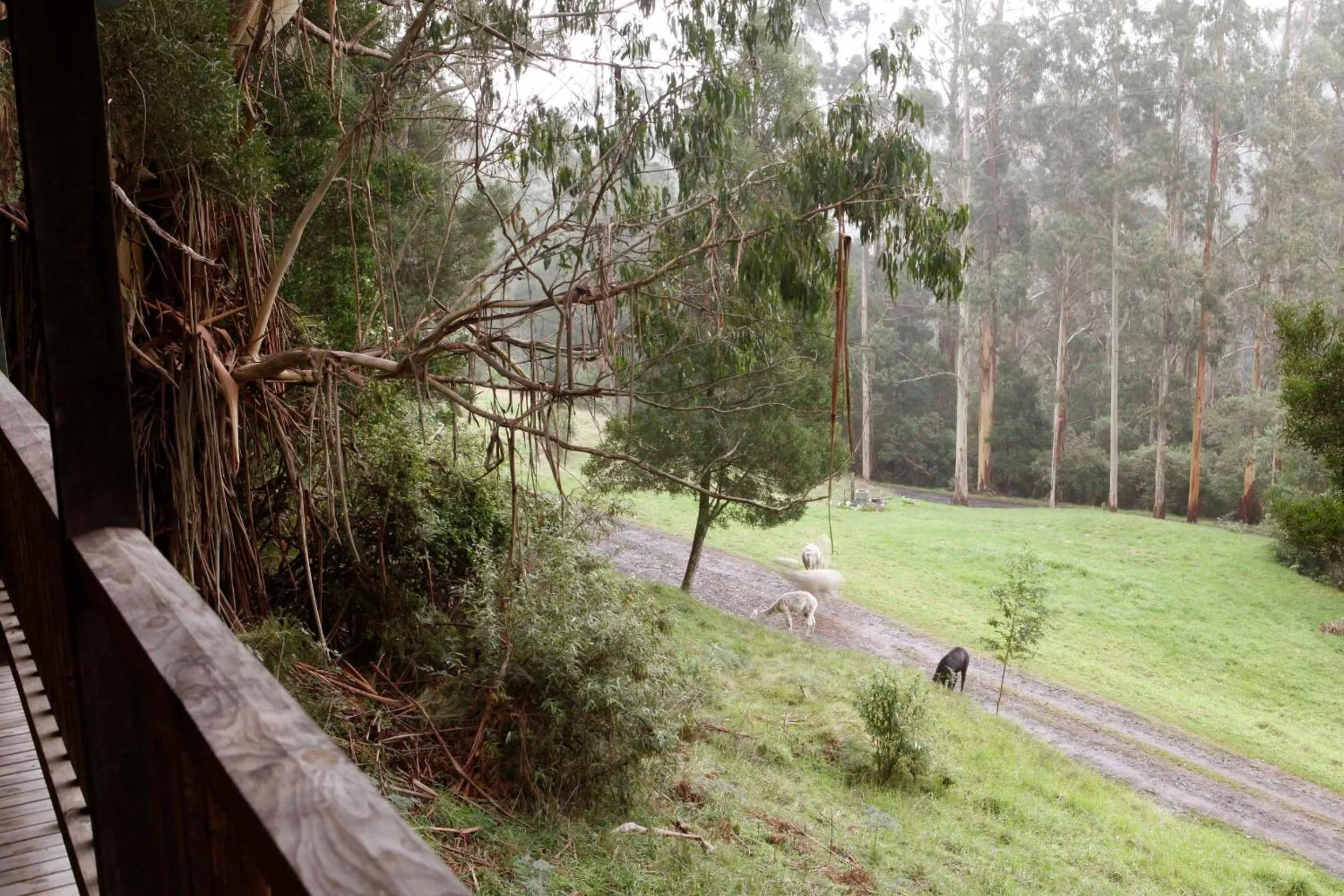 View (from property/room) in Tall Trees Eco Retreat - Blackwood Cottage