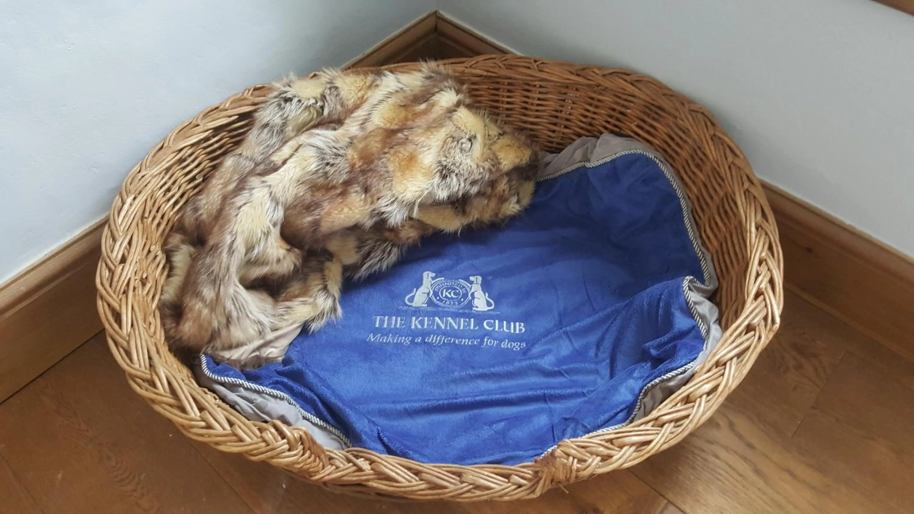 Pets in Grigshot Apartment