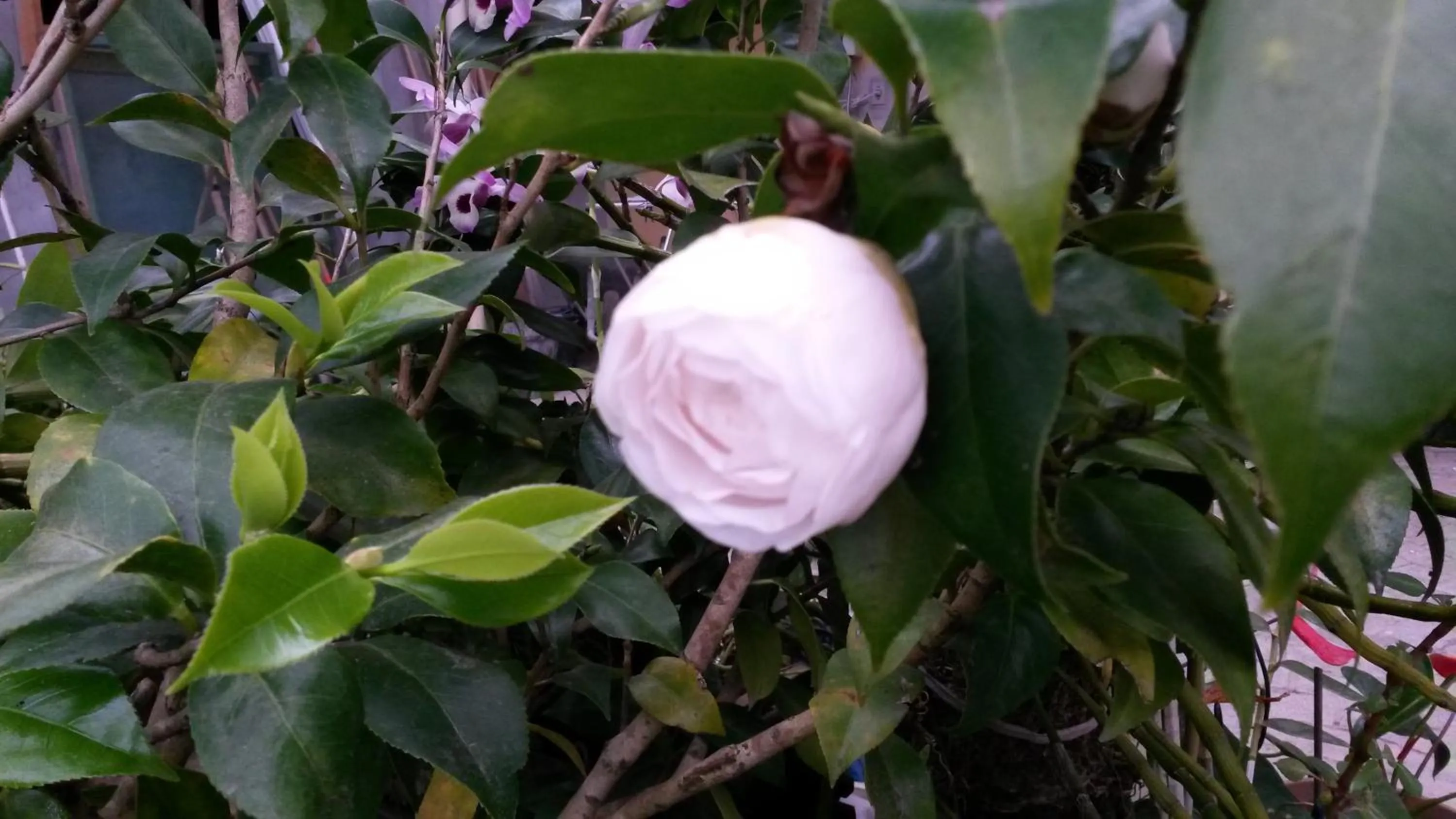 Garden in Casas na Praia de Bombas - Bombinhas