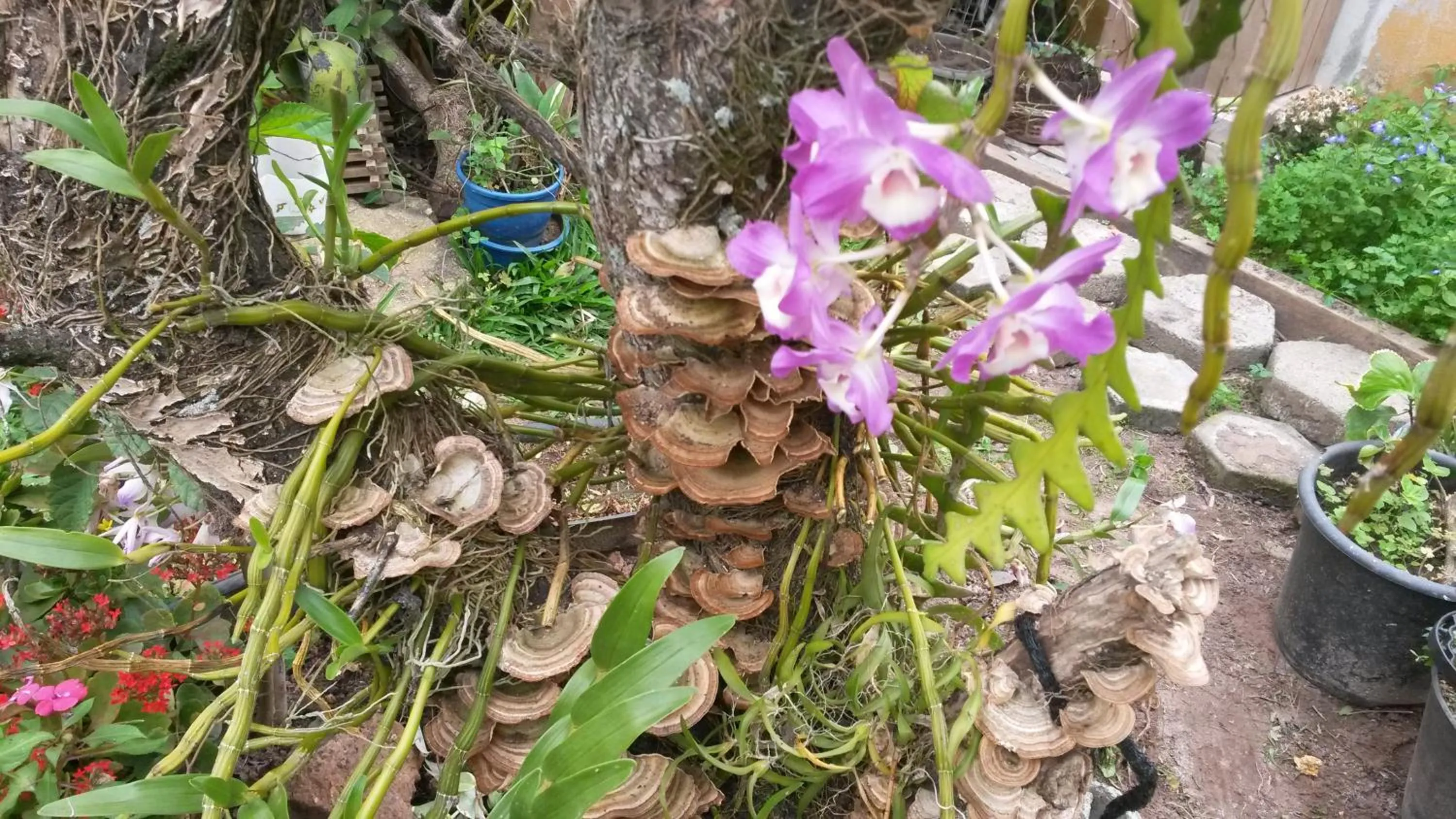 Garden in Casas na Praia de Bombas - Bombinhas