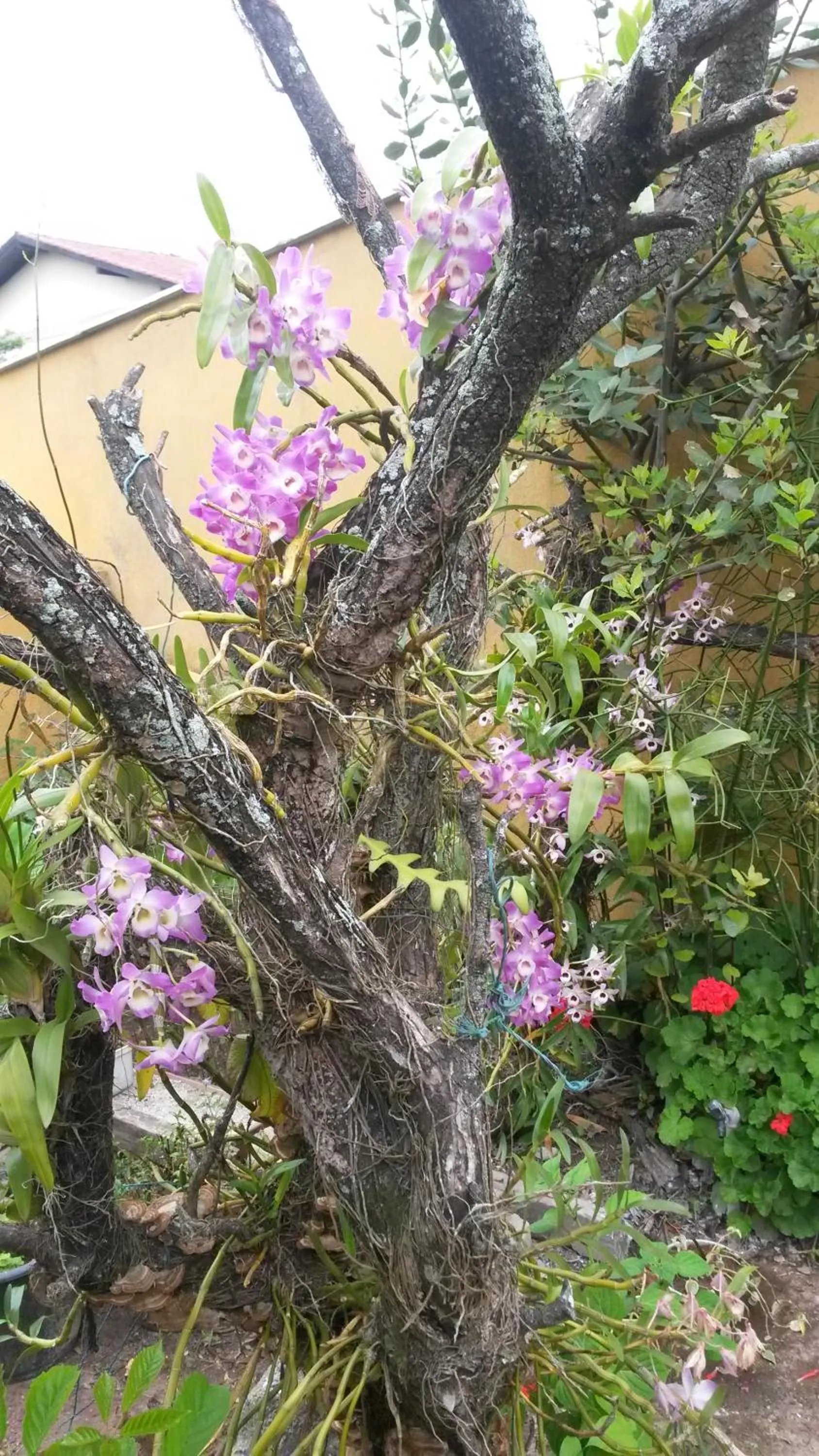Garden in Casas na Praia de Bombas - Bombinhas