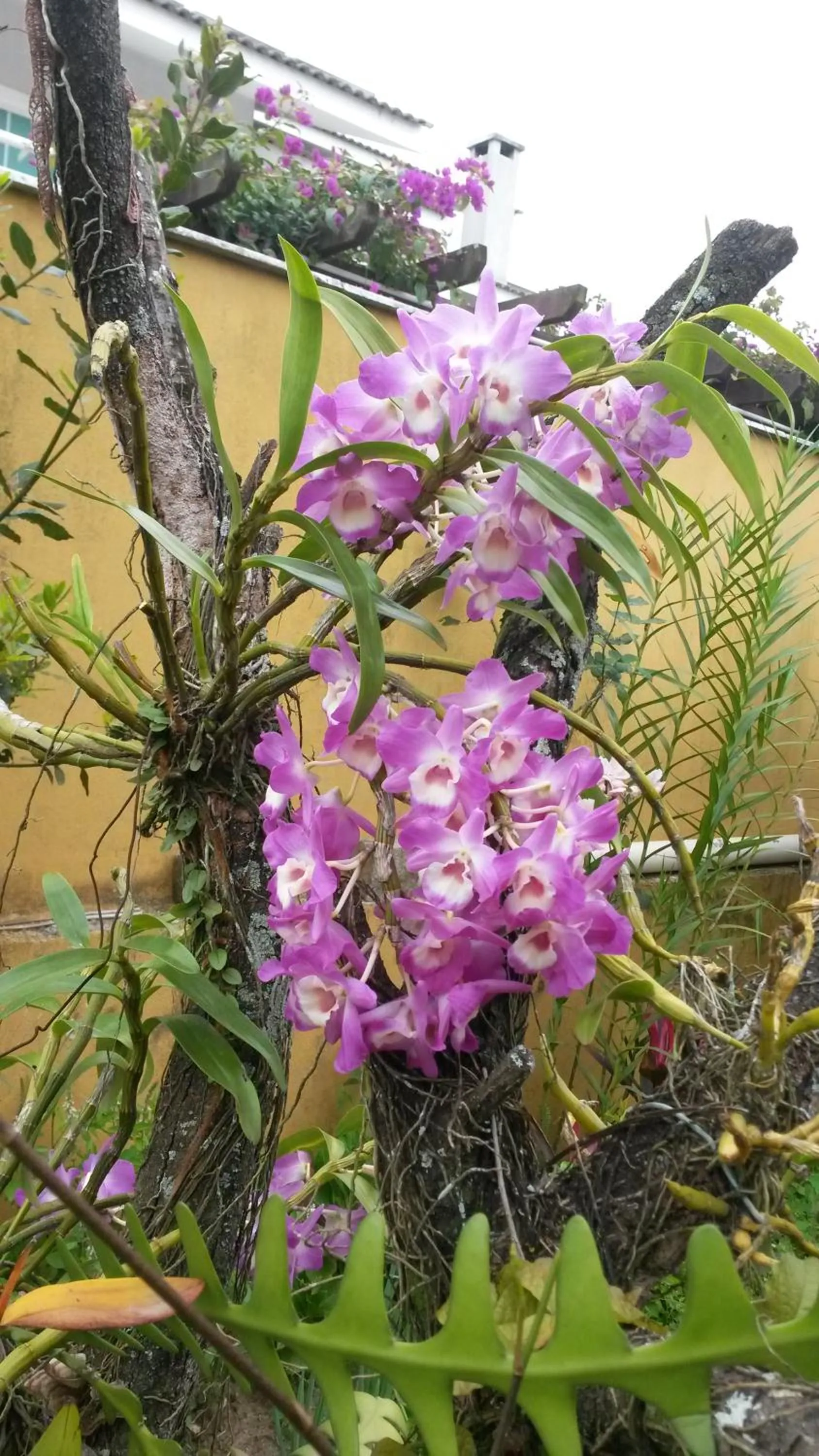 Garden in Casas na Praia de Bombas - Bombinhas