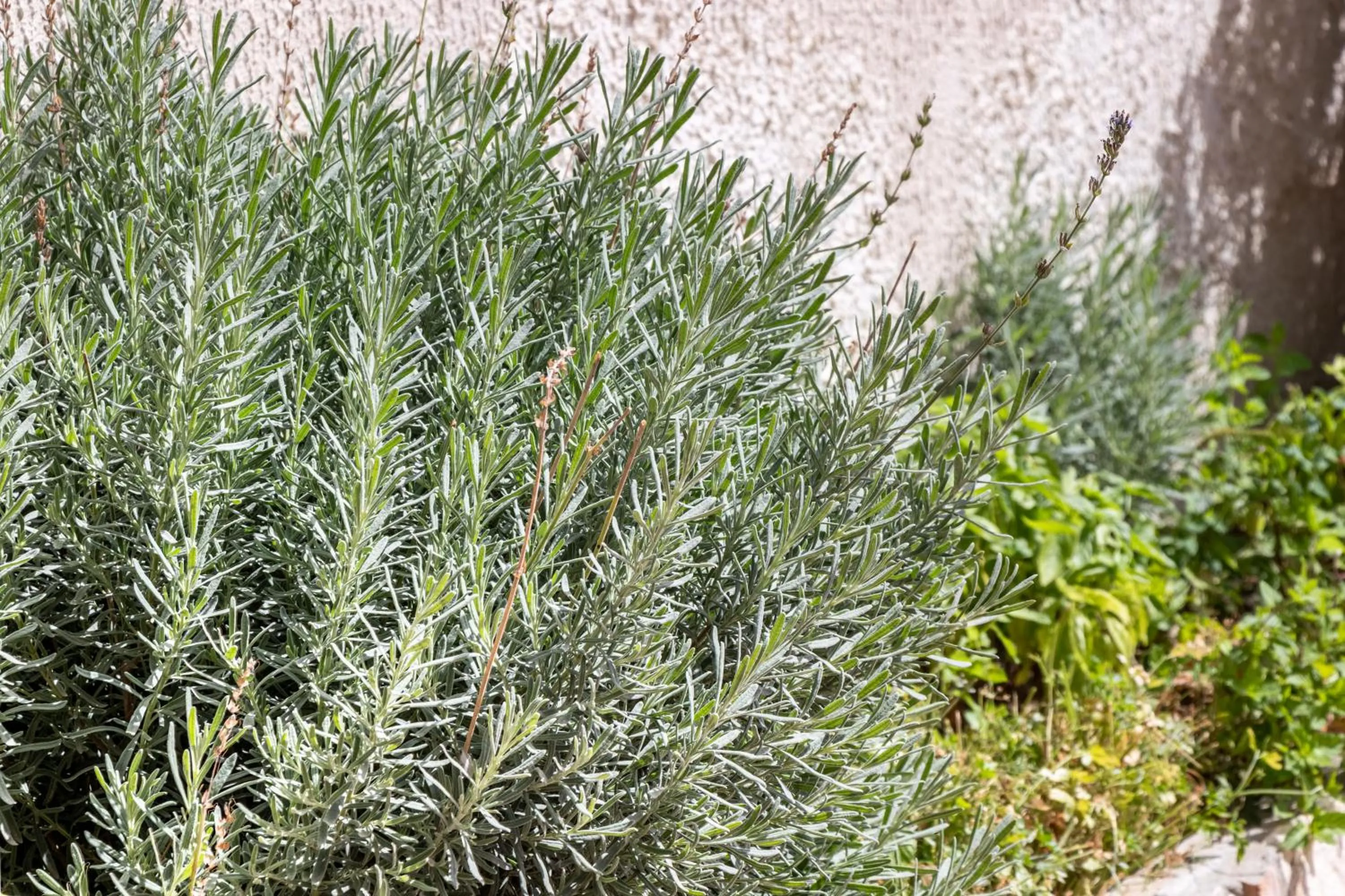Garden in B&B La terrazza sul mare