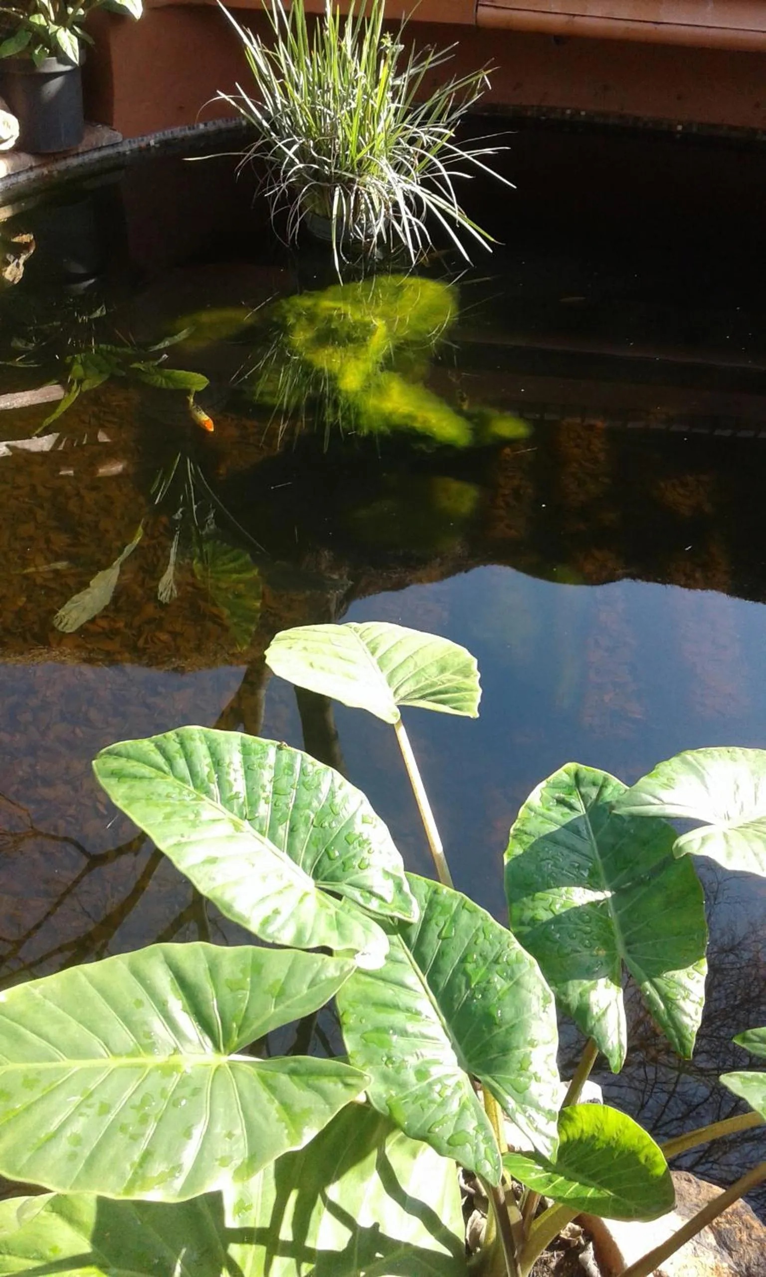 Garden in Centurion Guest House and Lodge