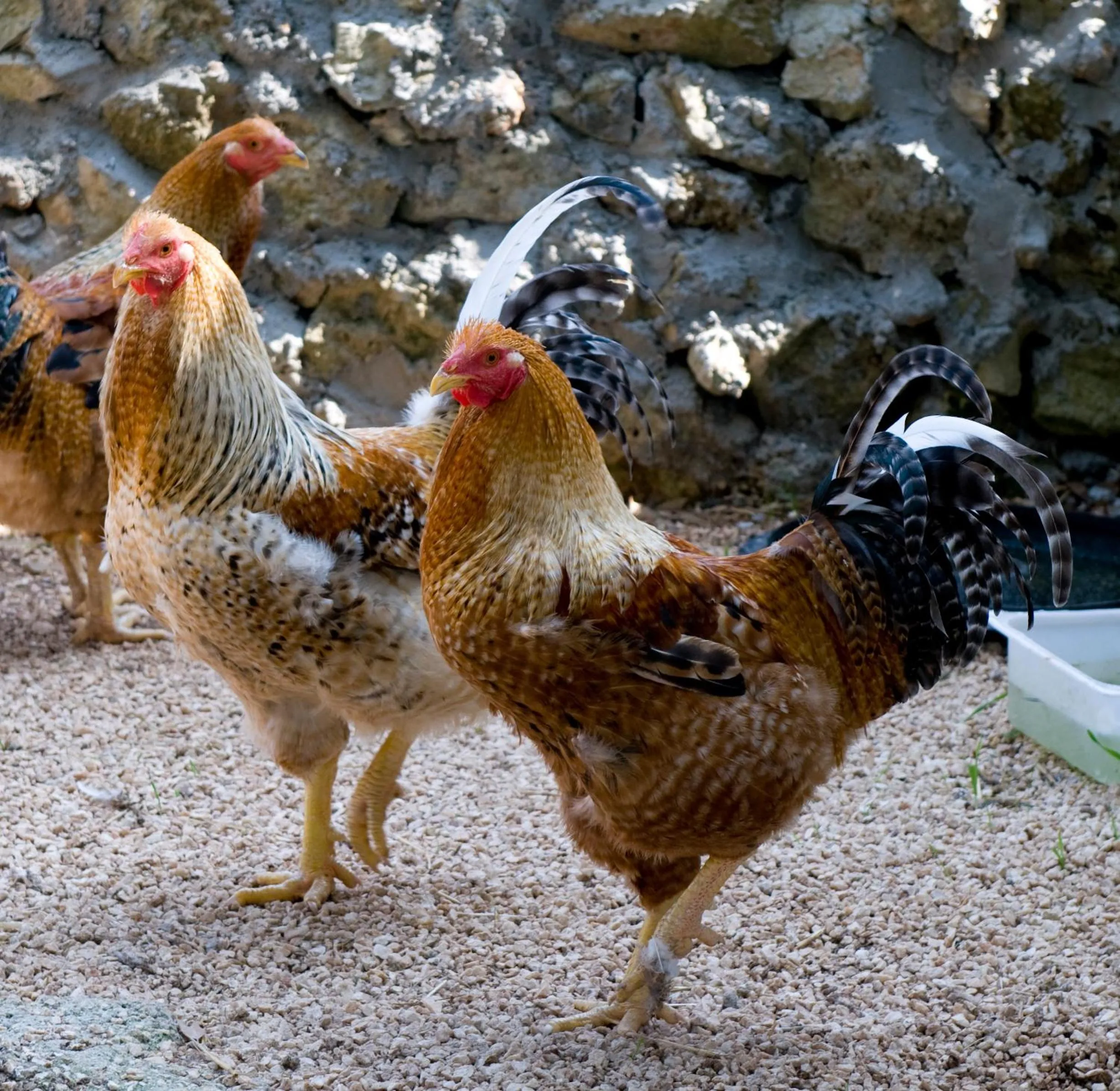 Animals in Agriturismo Scalelle