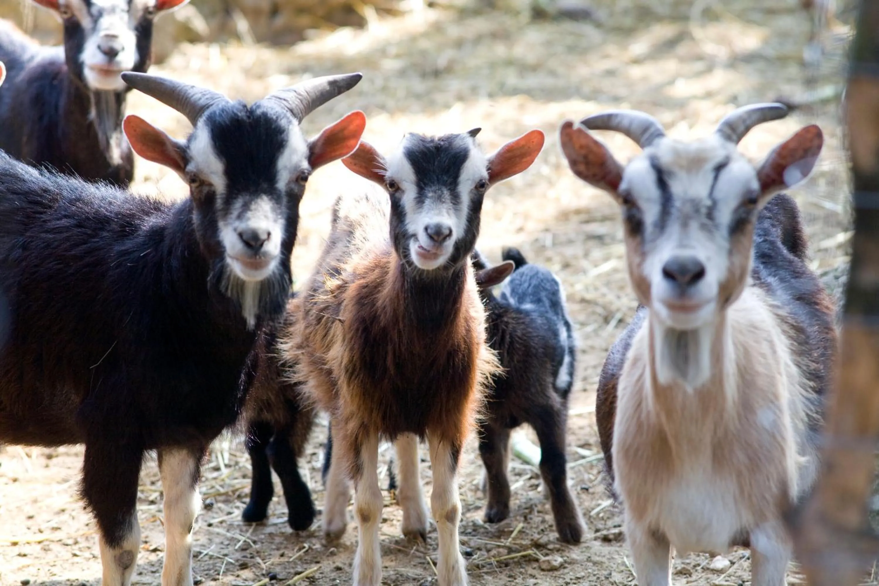 Animals in Agriturismo Scalelle