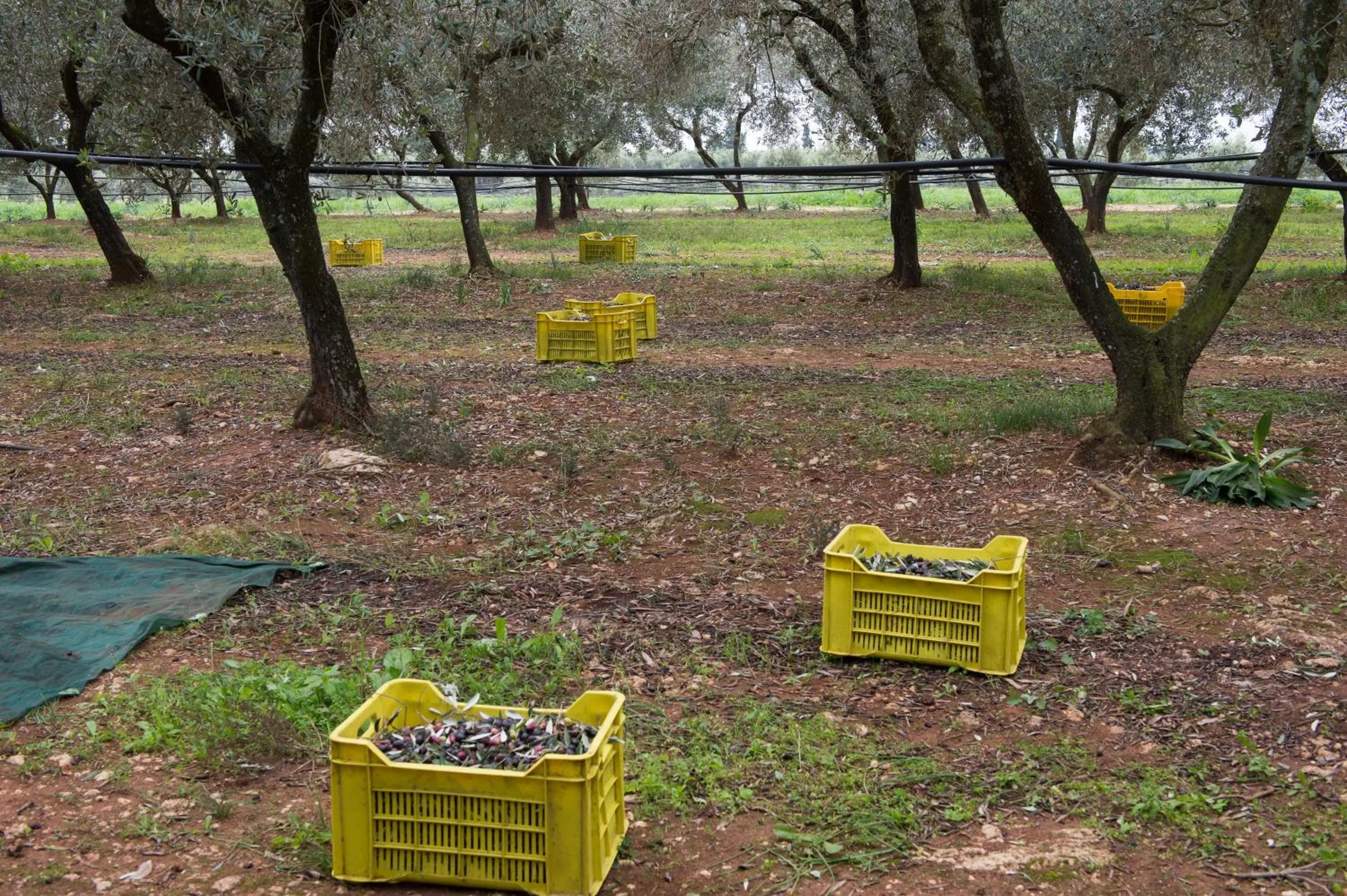 Agriturismo Scalelle