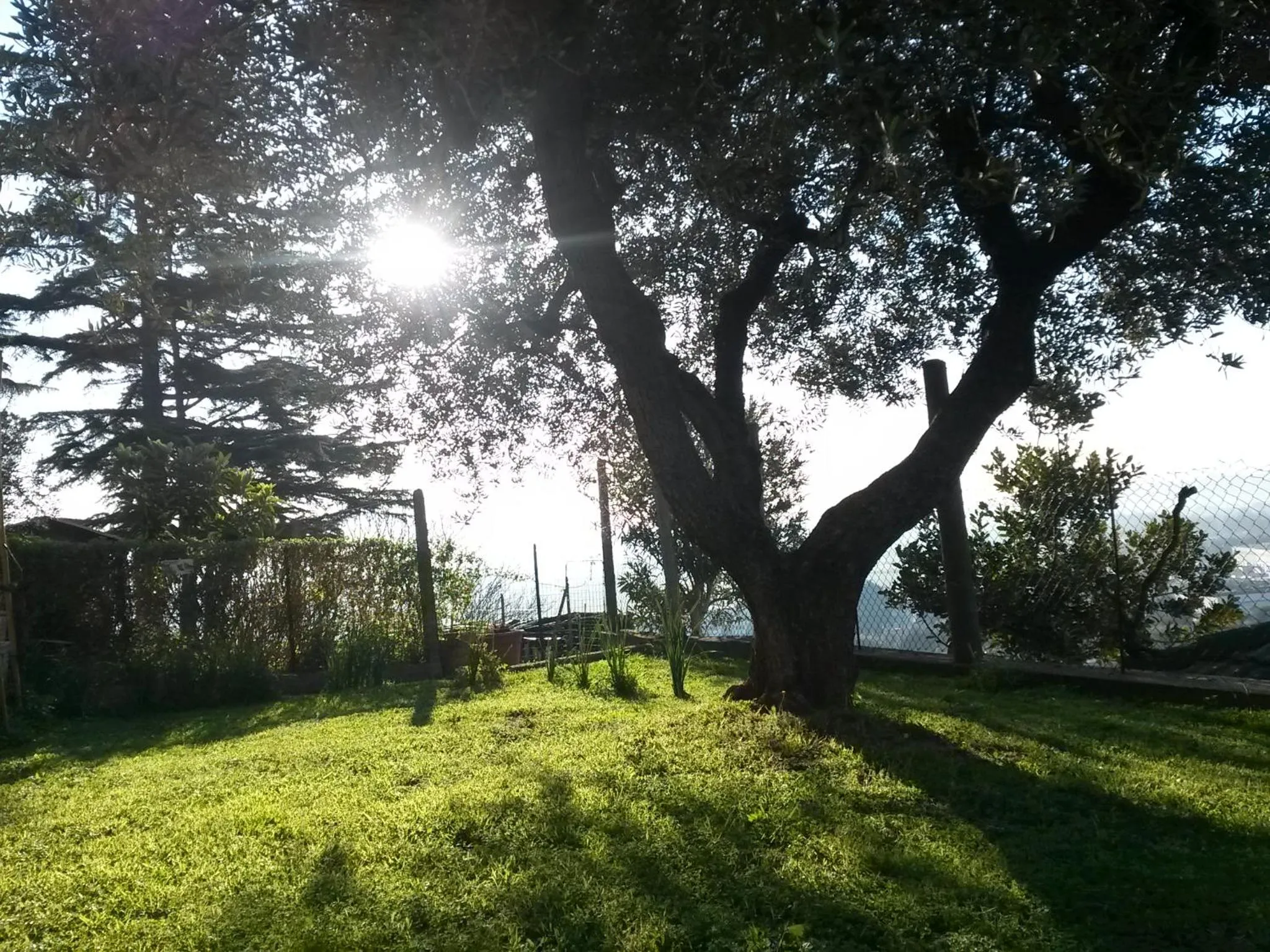 Garden view in A1 Girasole B&B