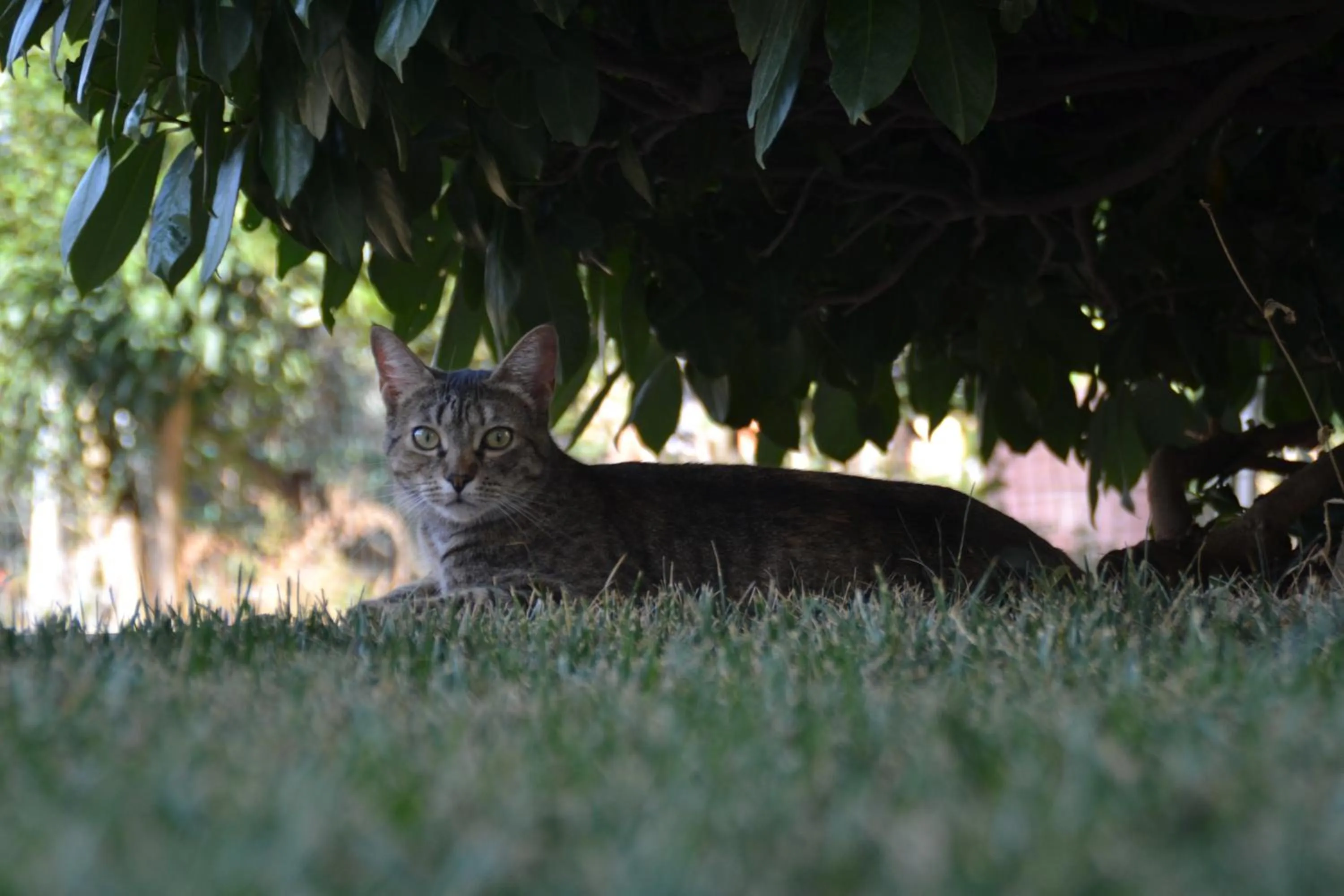 Pets in A1 Girasole B&B