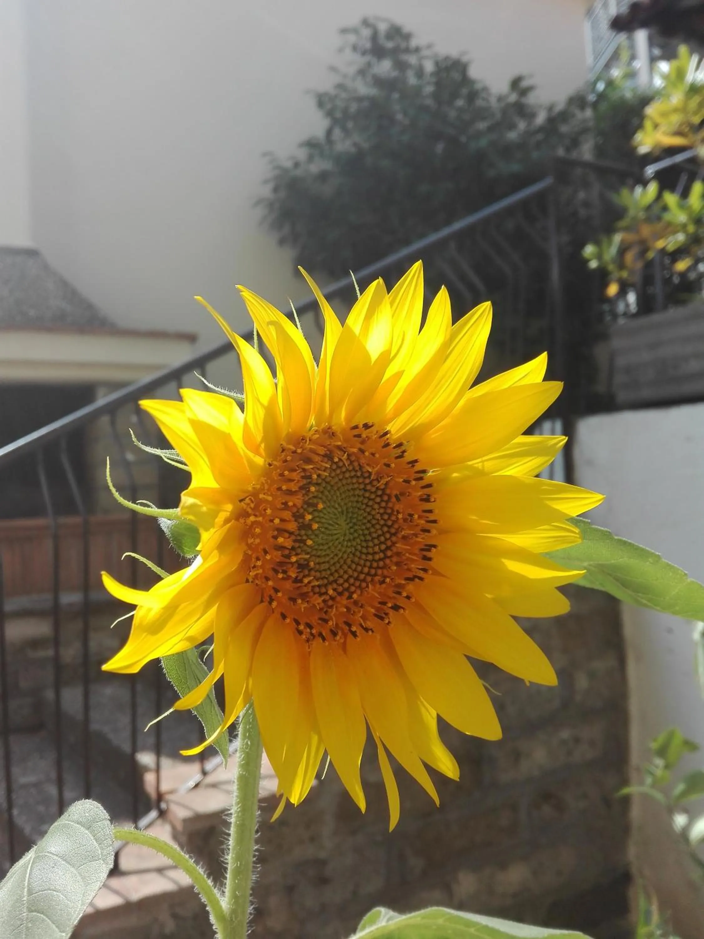 Floor plan in A1 Girasole B&B