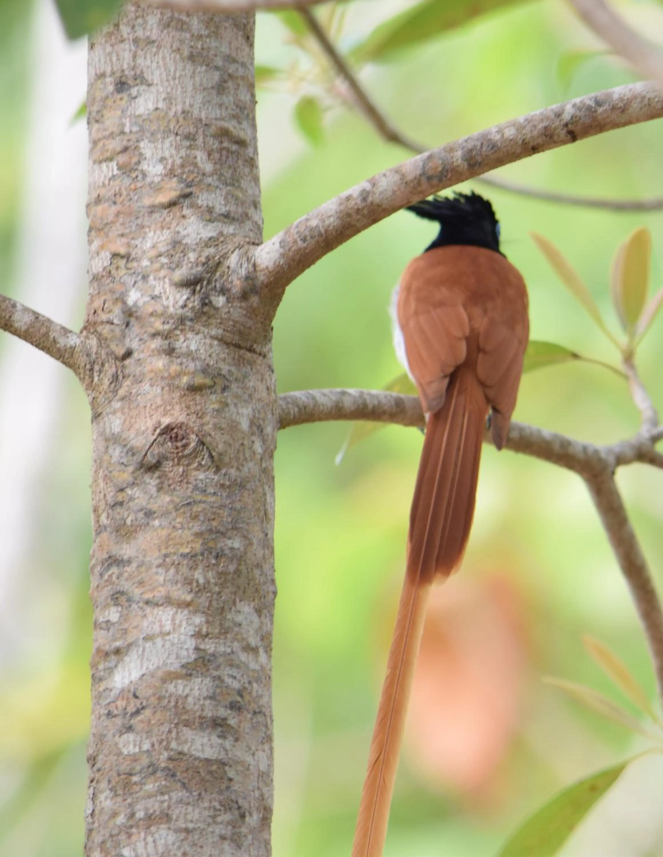 Animals in Lavish Eco Jungle