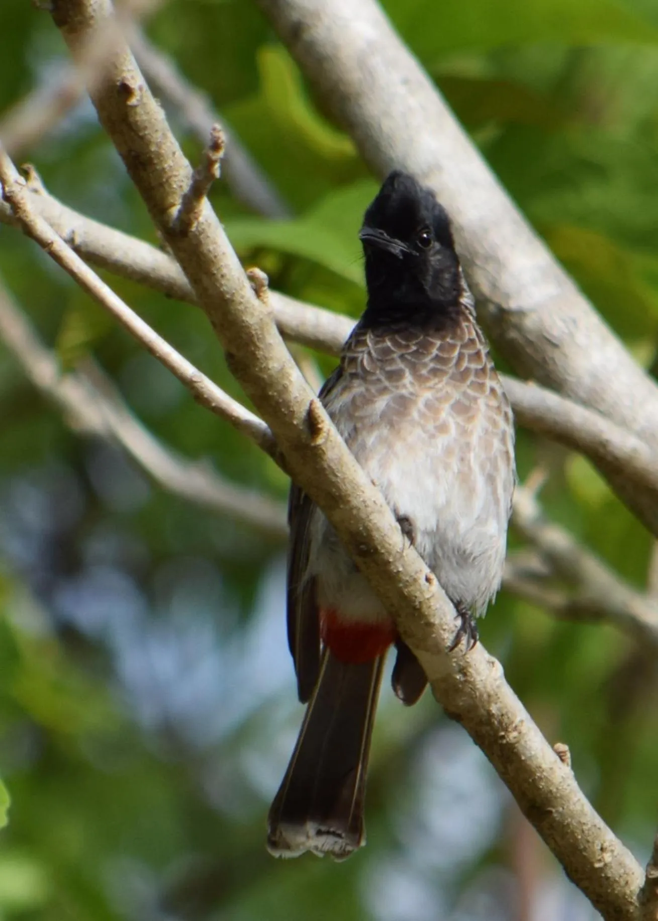 Animals in Lavish Eco Jungle