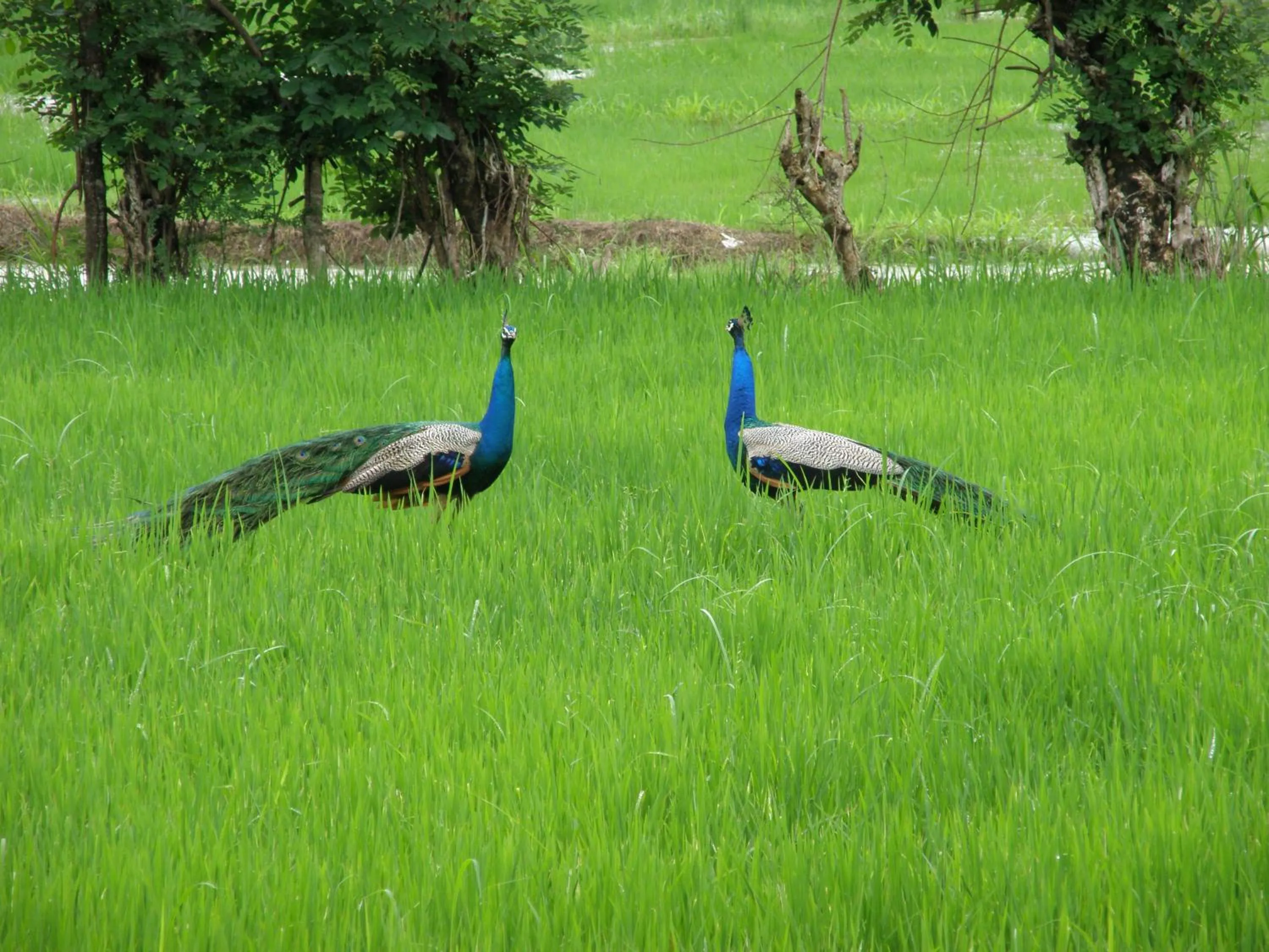 Natural landscape in Lavish Eco Jungle
