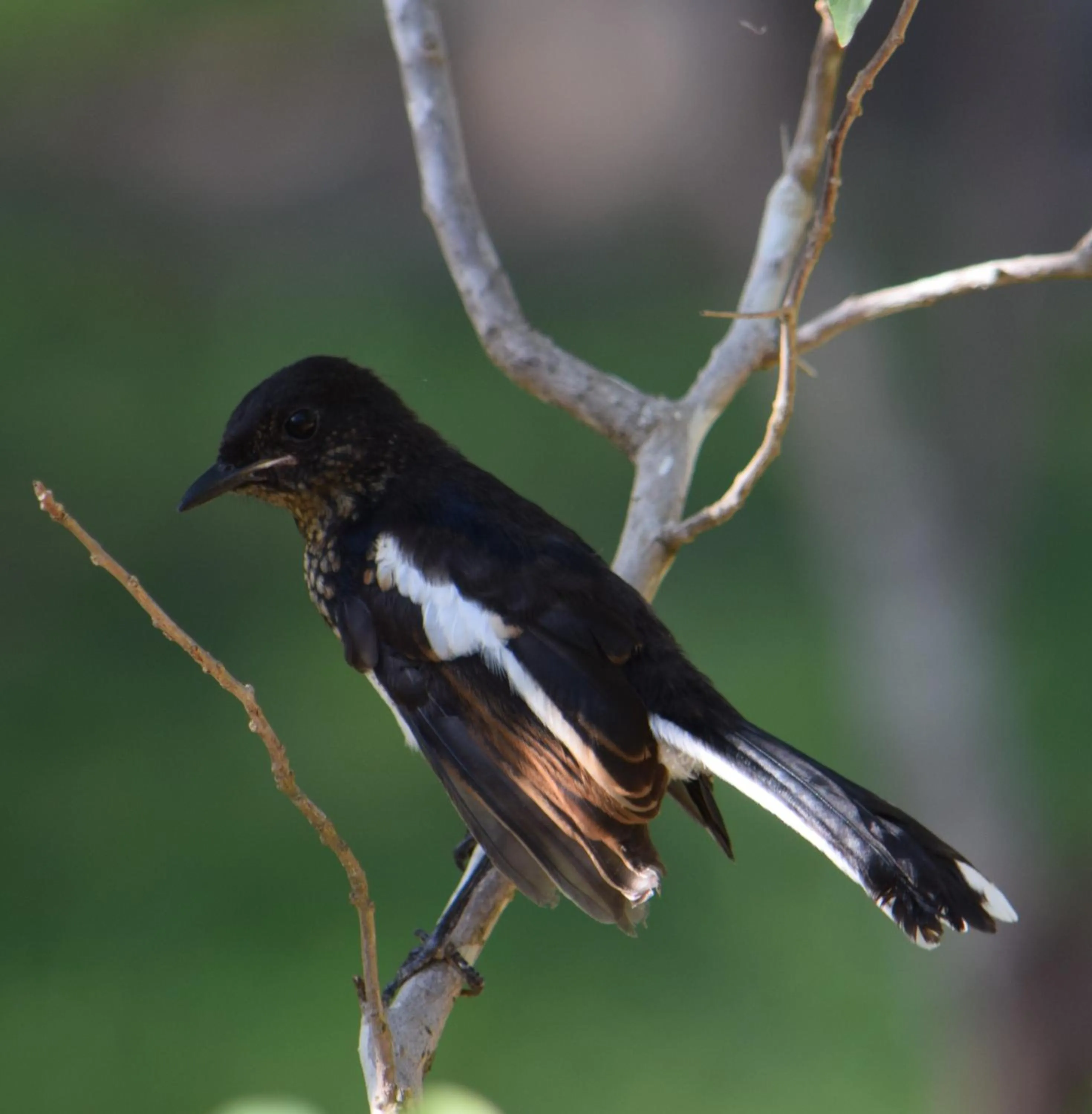 Animals in Lavish Eco Jungle