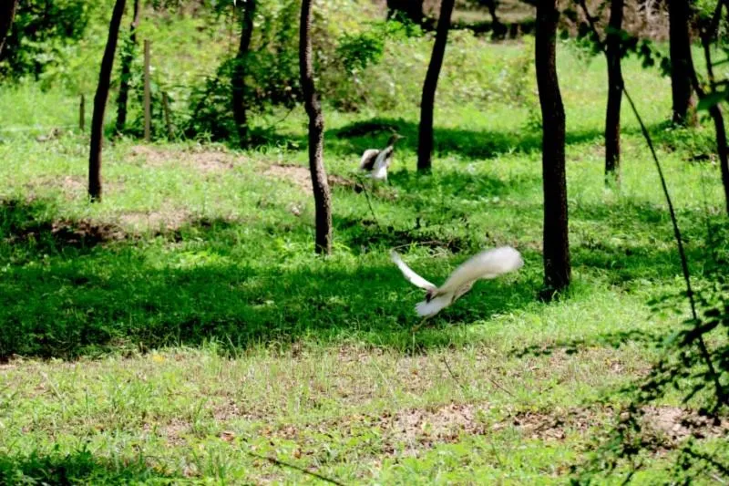 Property building in Lavish Eco Jungle
