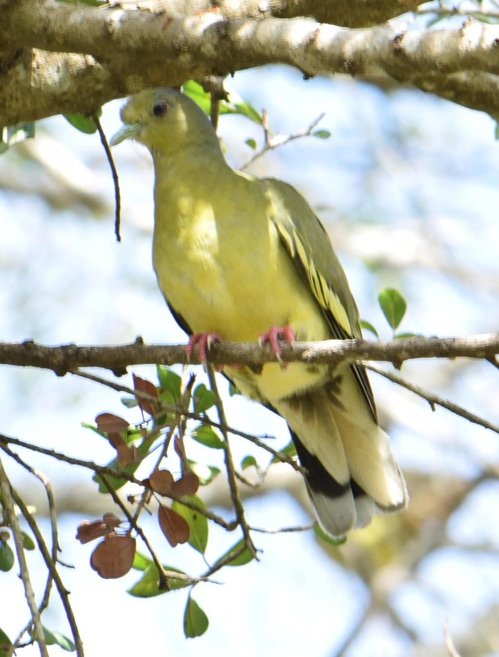 Animals in Lavish Eco Jungle