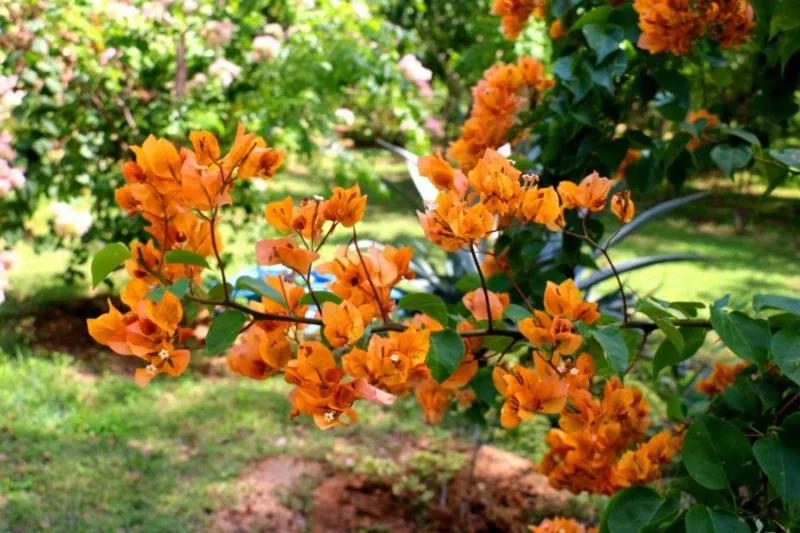 Property building in Lavish Eco Jungle