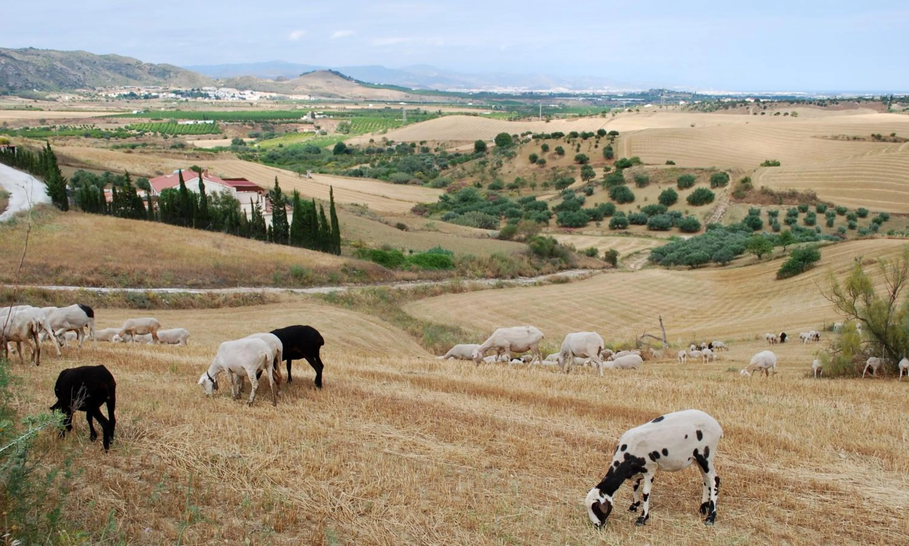 Area and facilities in Bed & Breakfast Finca de los Sueños