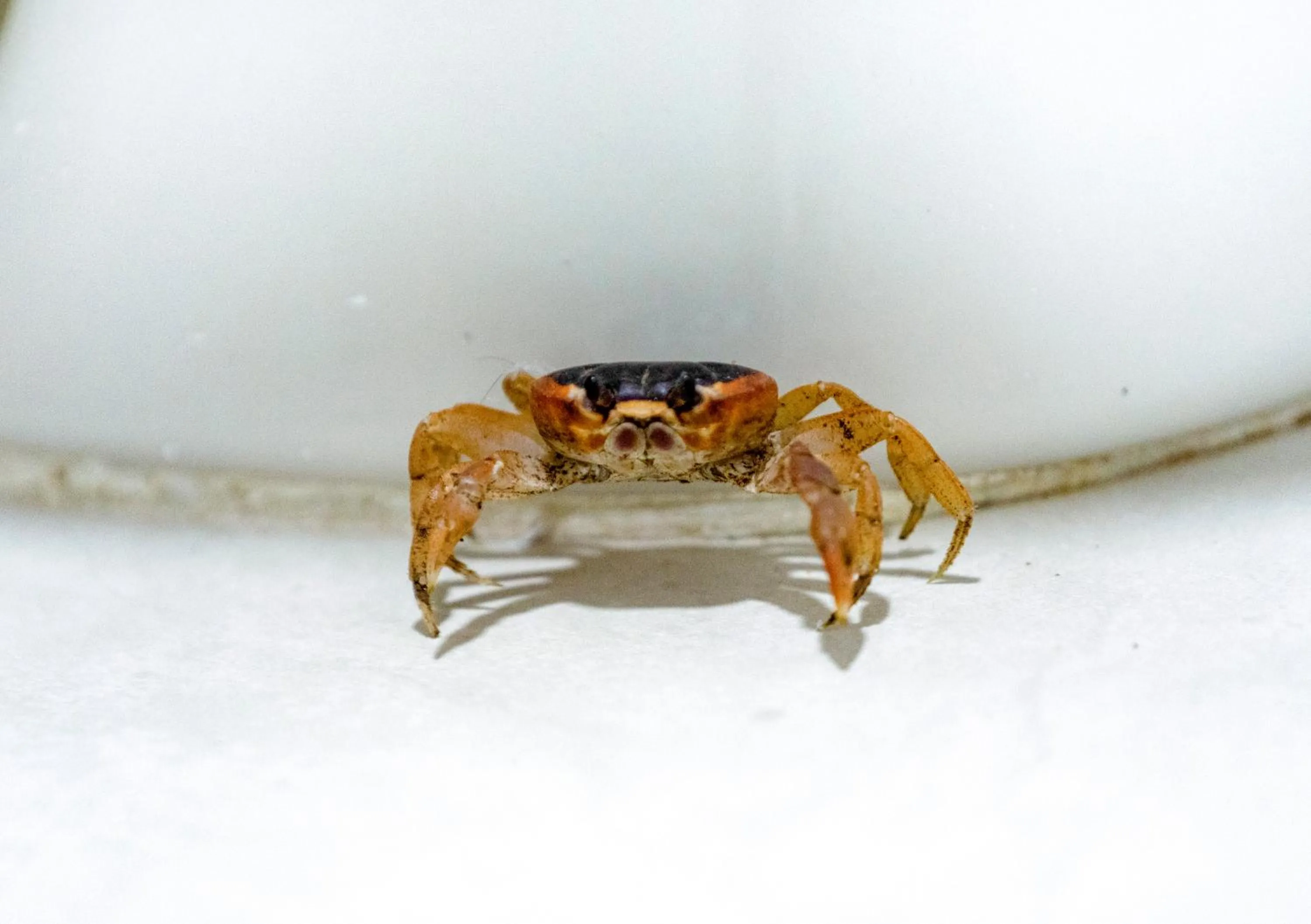 Animals in Solare SAI Ecohotel