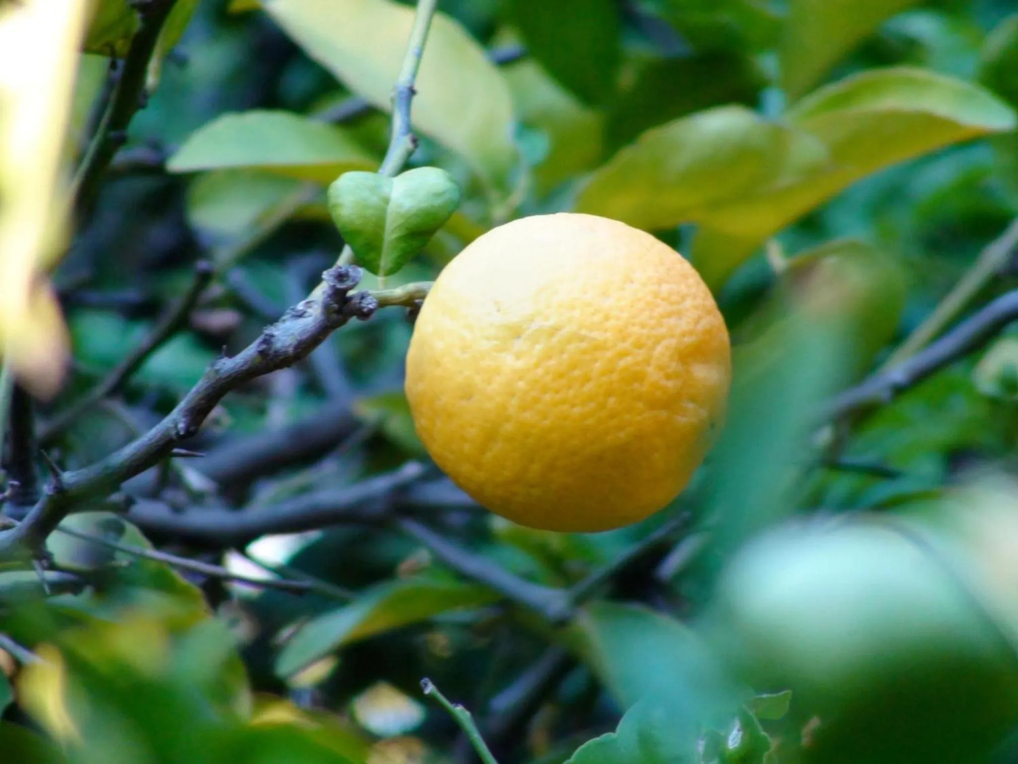 Garden view in Polokwane Place