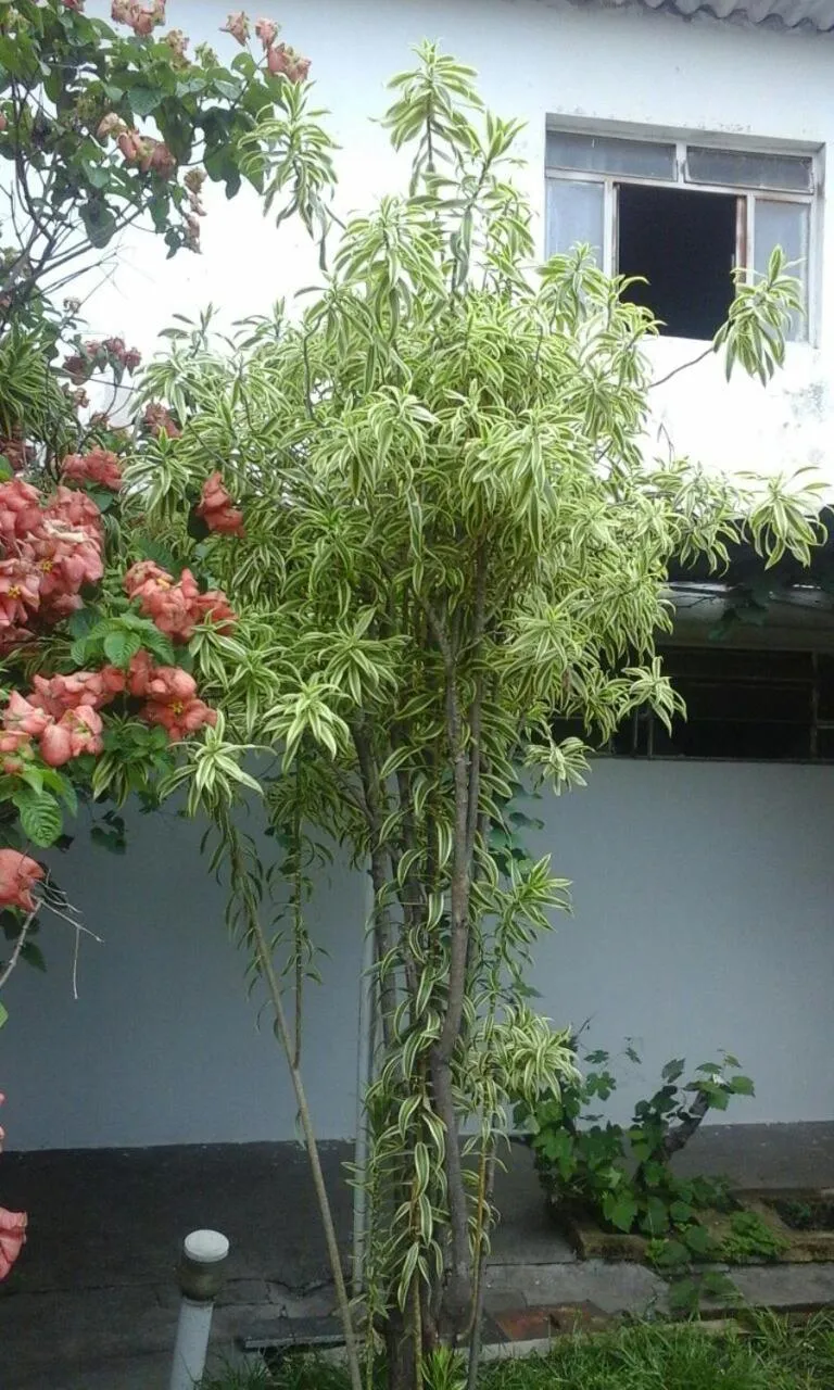 Garden in Pousada Ana Poipa