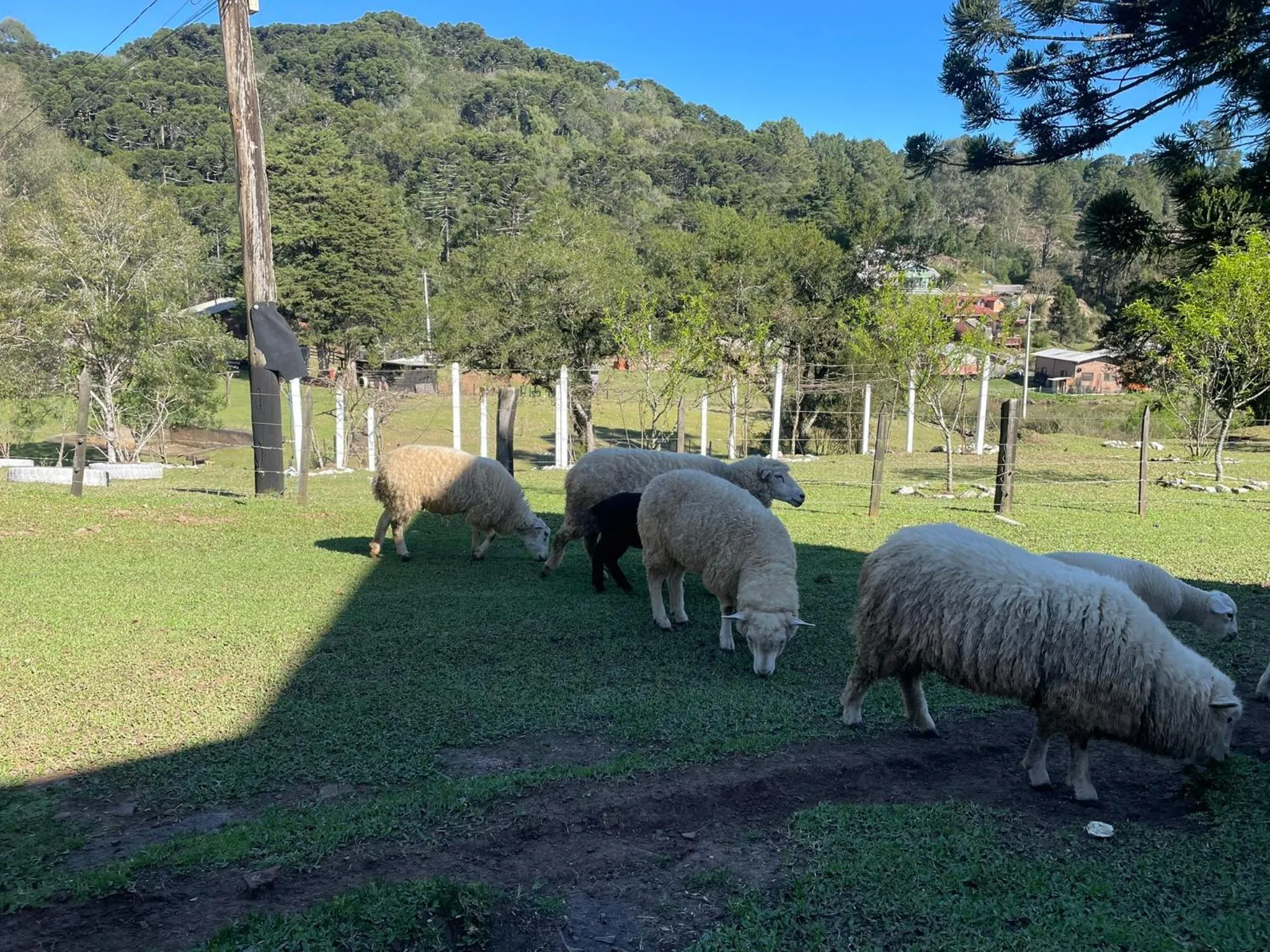 Animals in Cabanas em Canela - Leão da Tribo de Judá- Refúgio com Piscina