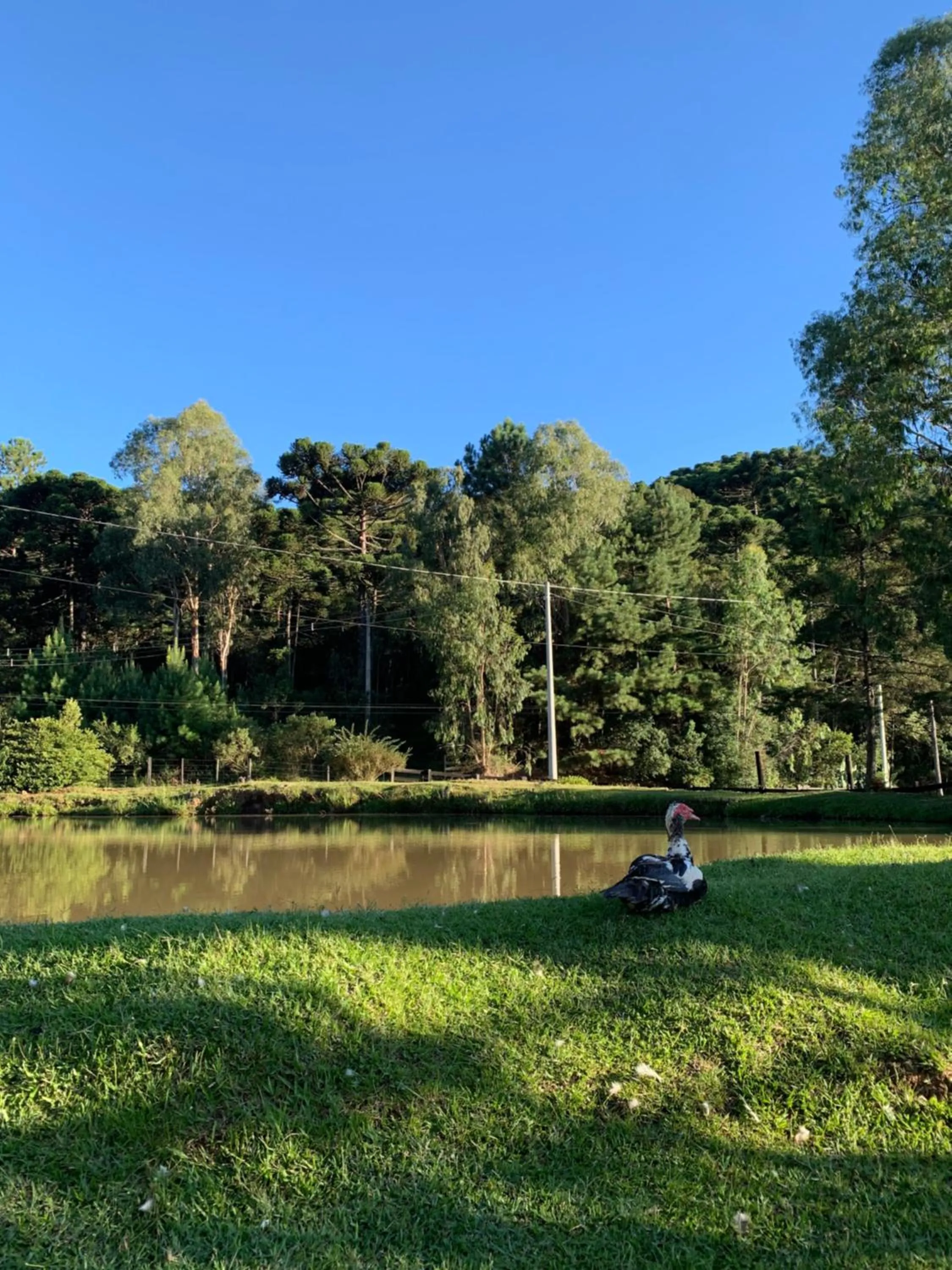Cabanas em Canela - Leão da Tribo de Judá- Refúgio com Piscina