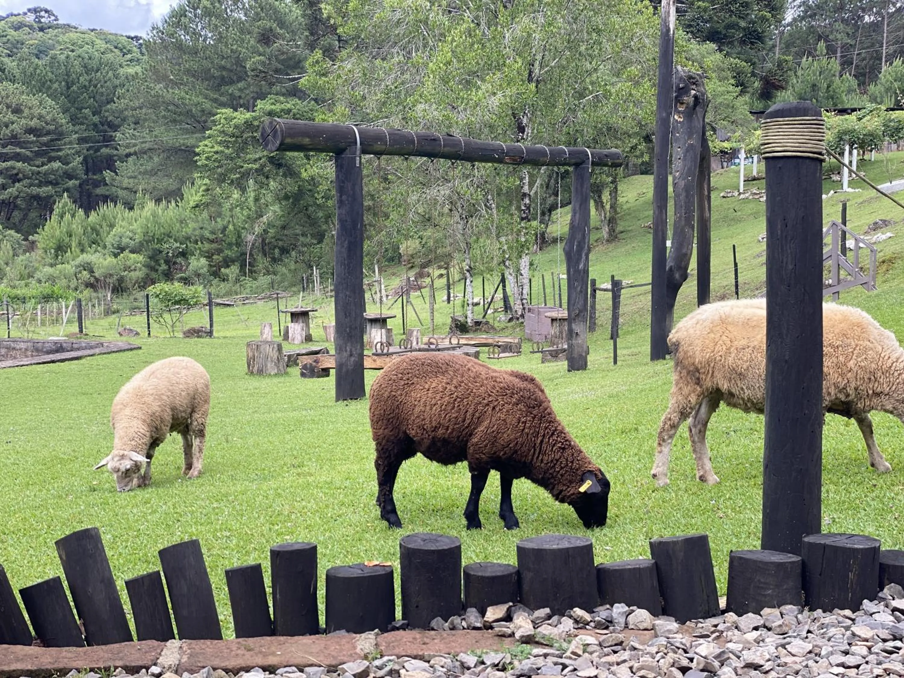 Animals in Cabanas em Canela - Leão da Tribo de Judá- Refúgio com Piscina