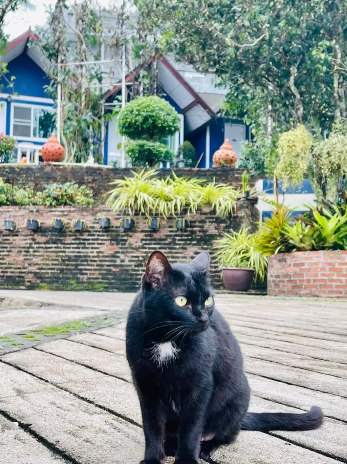 Animals in Shin Sane Guest House Animals in Shin Sane Guest House