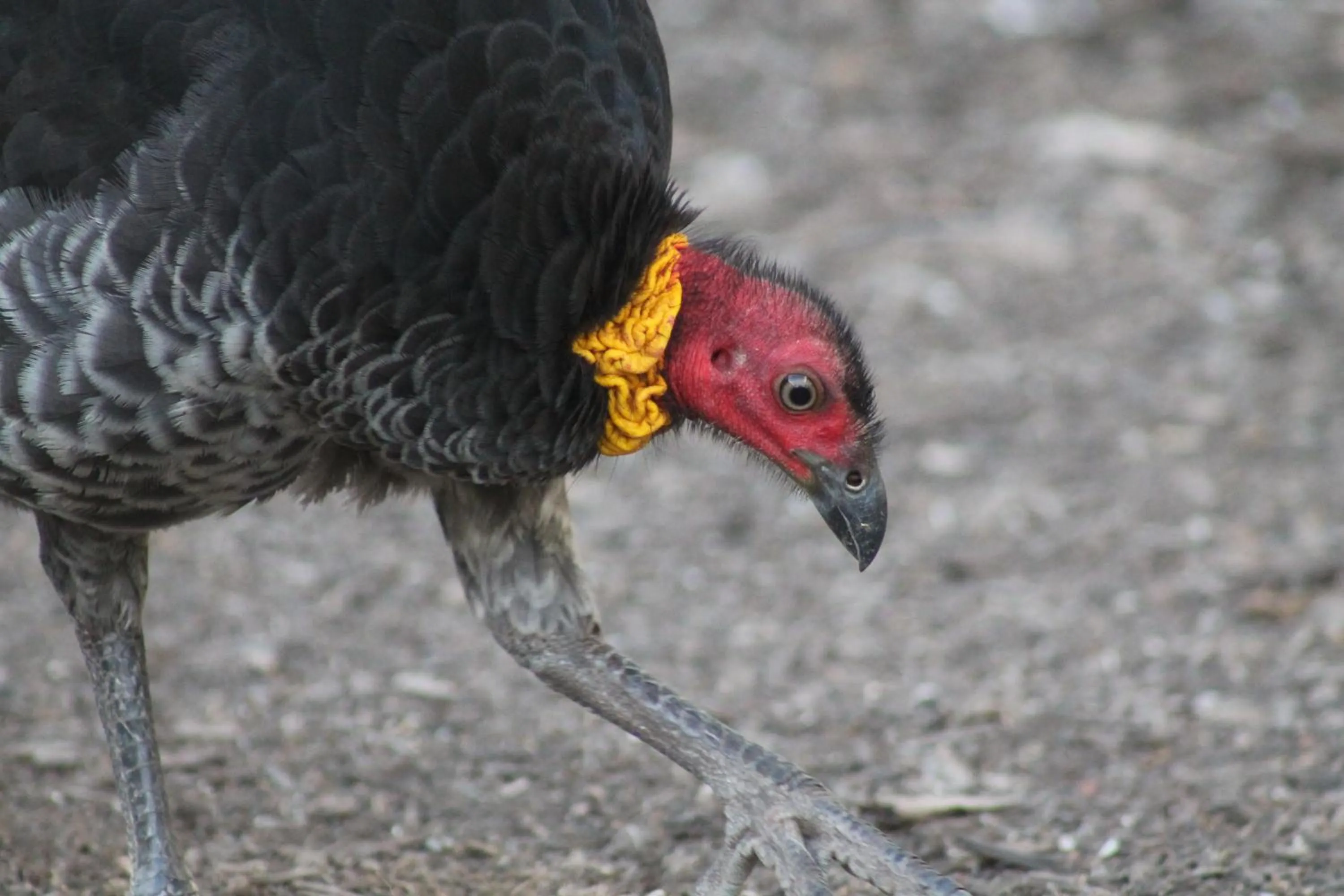 View (from property/room) in Airlie Beach Eco Cabins - Adults Only