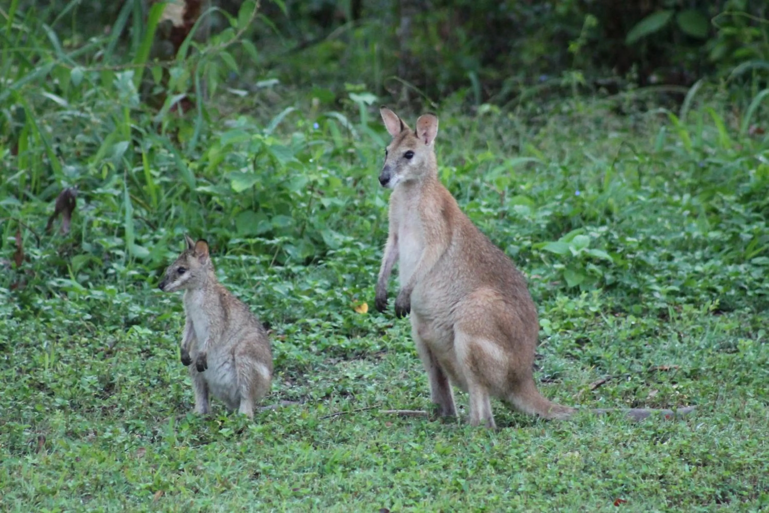 Animals in Airlie Beach Eco Cabins - Adults Only