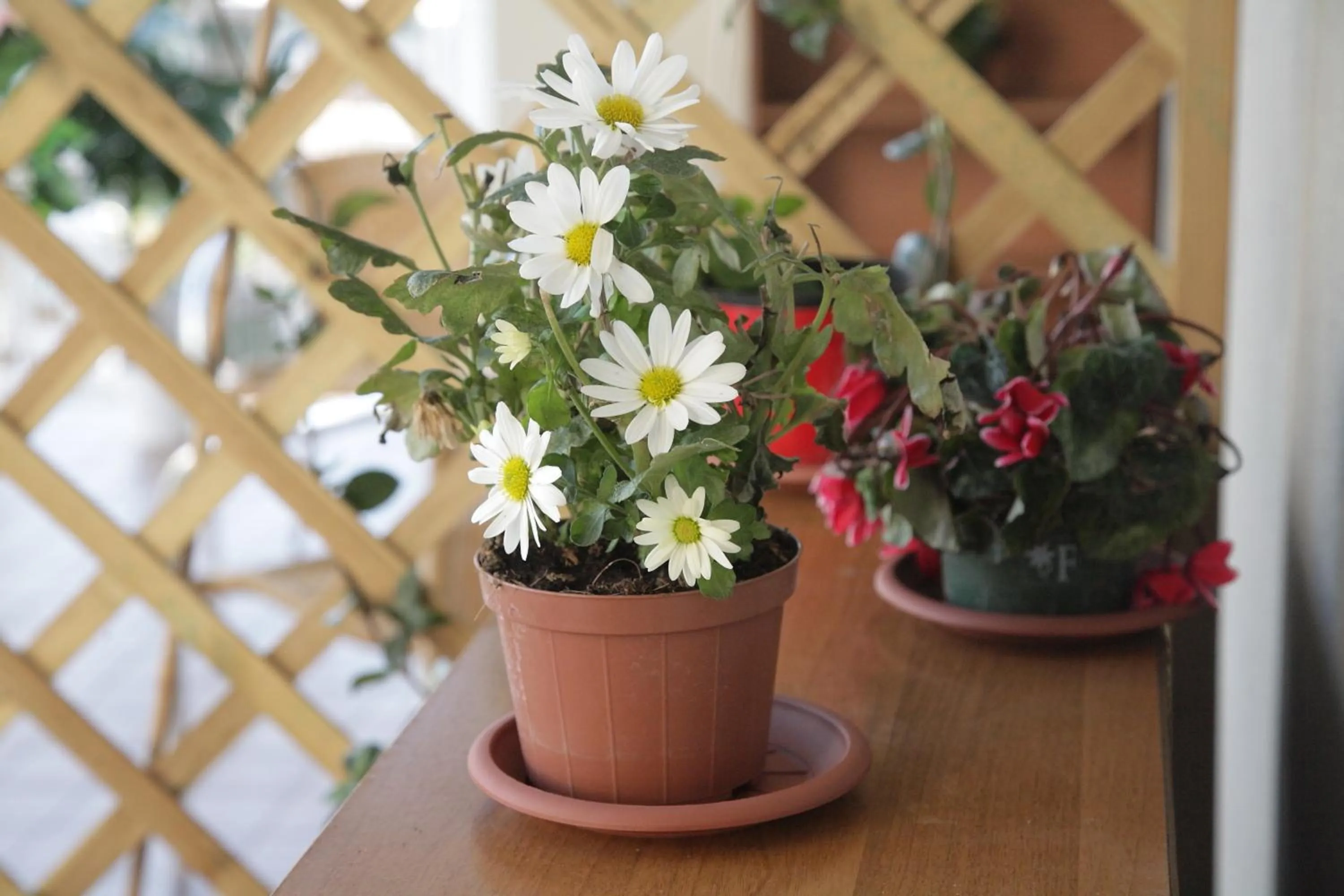 hair dresser in Etna Sea House