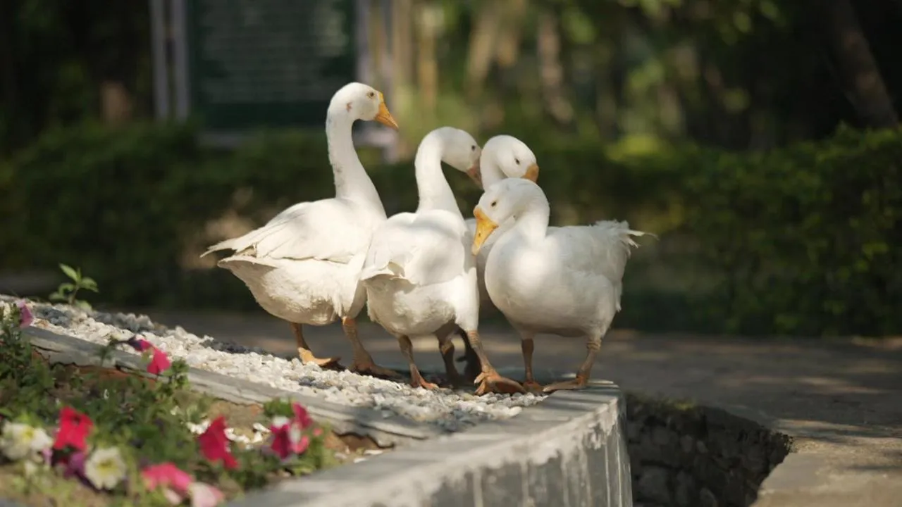 Activities in Aacorn Hideaway Resort & Spa